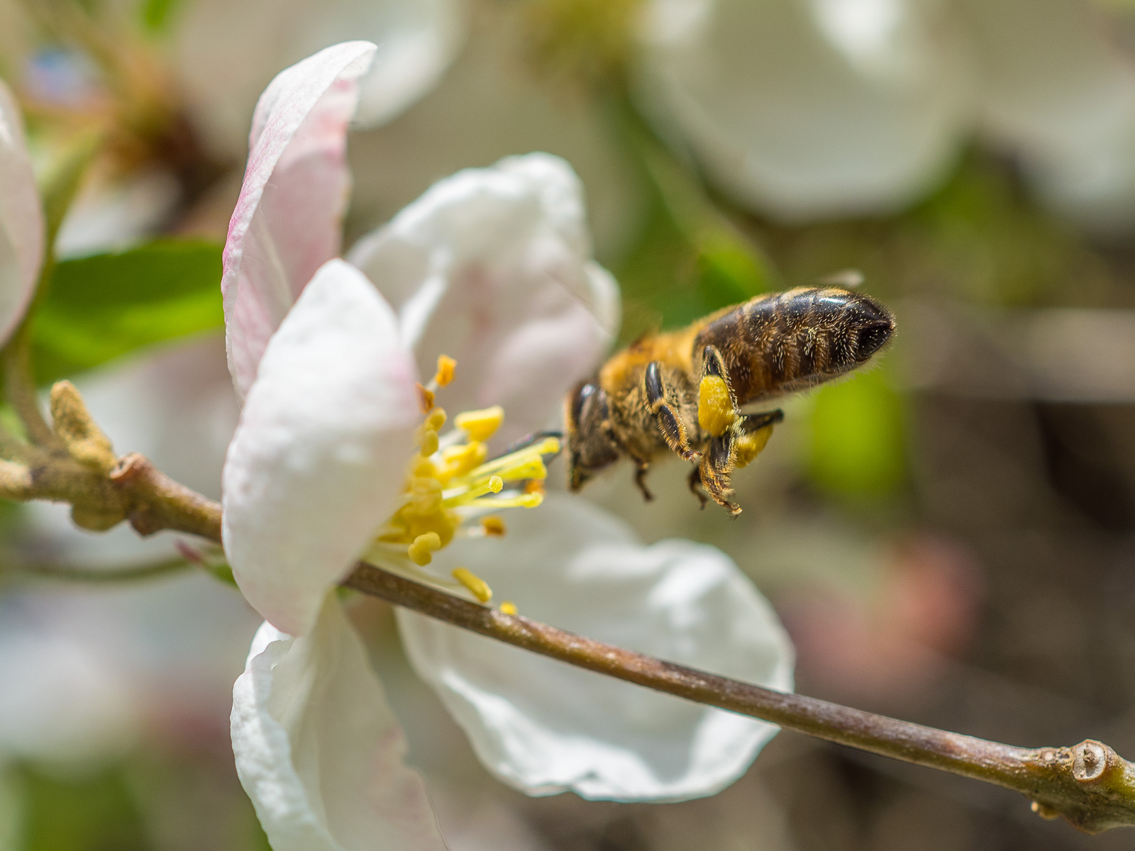 Eine Biene im Anflug auf eine weiße Blüte
