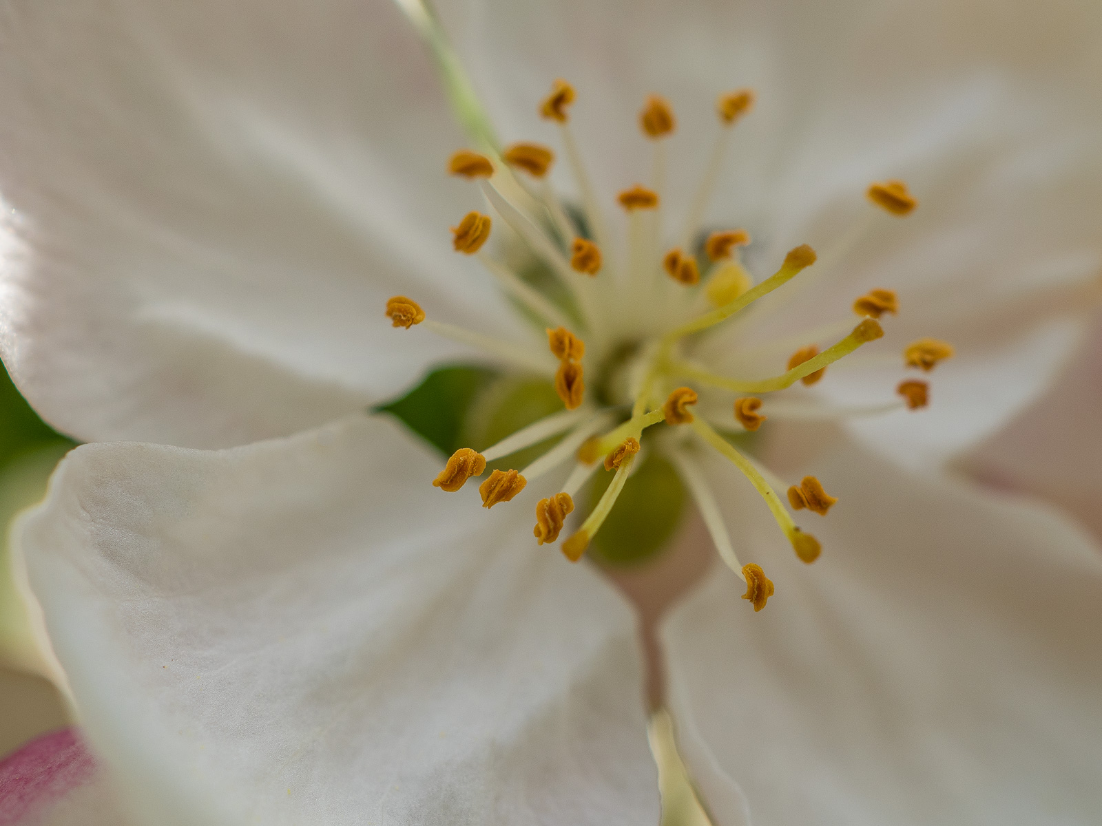 weiße Blüte eines Zierapfels, nur die Staubbeutel sind scharf