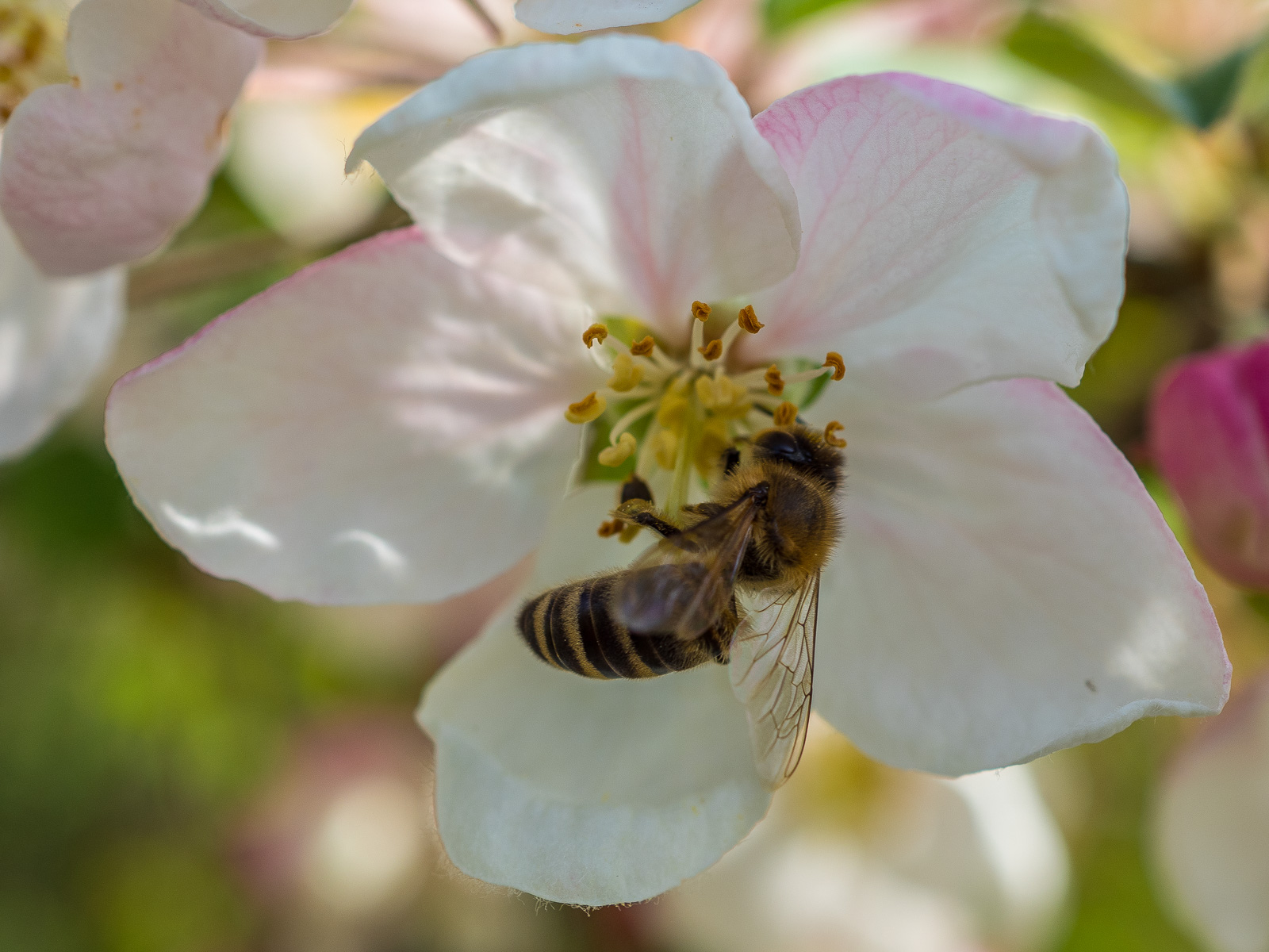 Biene an weißer Zierapfel-Blüte