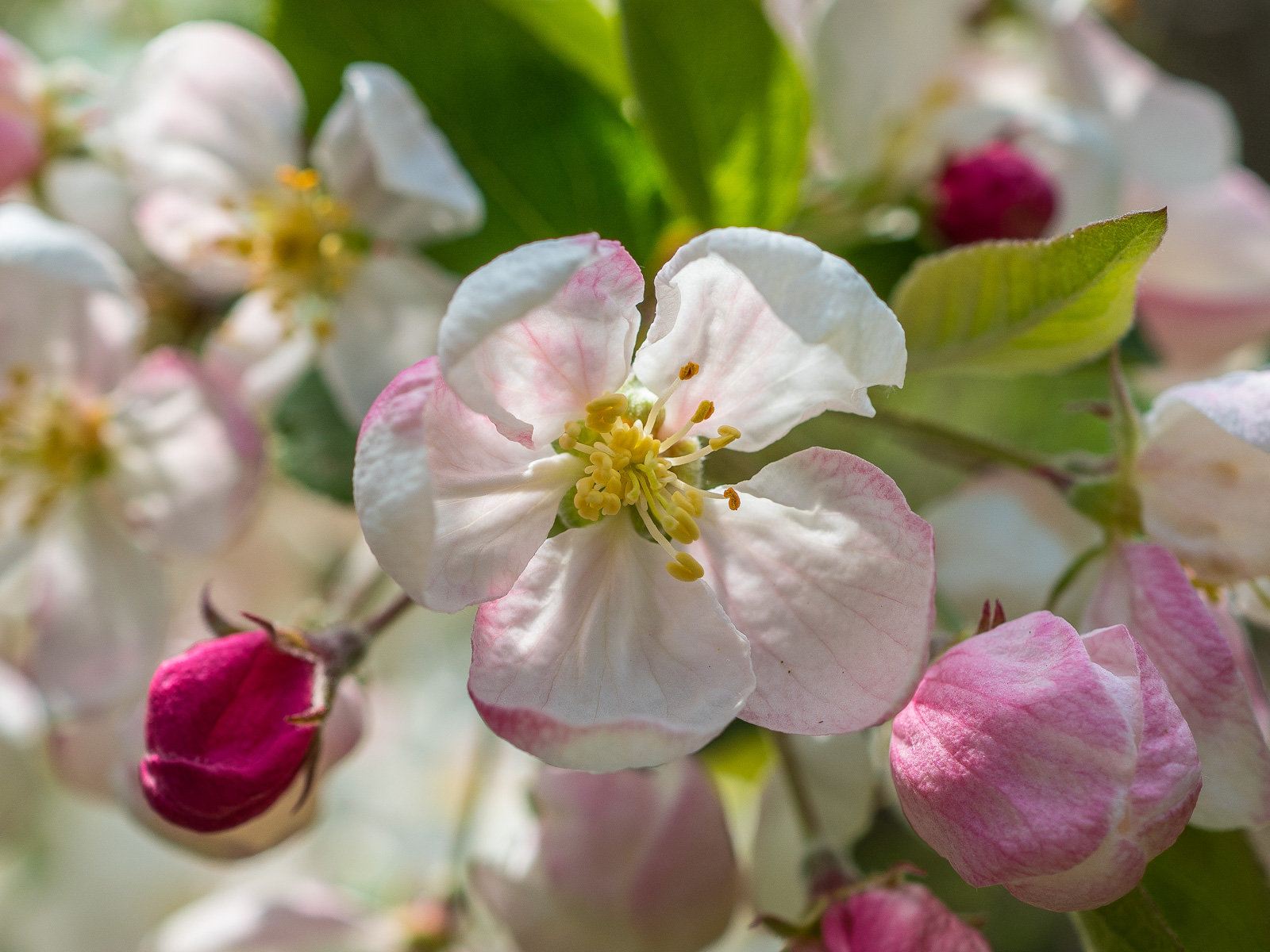 Weiße Blüte eines Zierapfels, drumherum rosa bis rote noch geschlossene Knospen