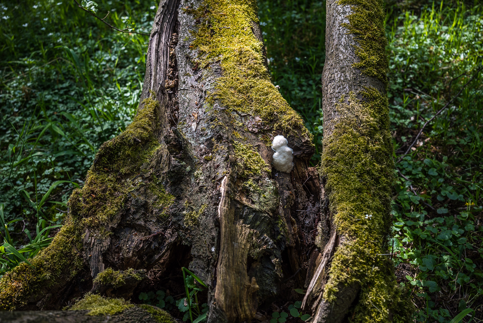 Zwei Wurzelbereiche moosbewachsener umgestürzter Bäume auf dem Waldboden. Etwas rechts der Bildmitte ein weißes schaumiges Bällchen an einem der Bäume, das aussieht wie Füll- oder Dichtschaum