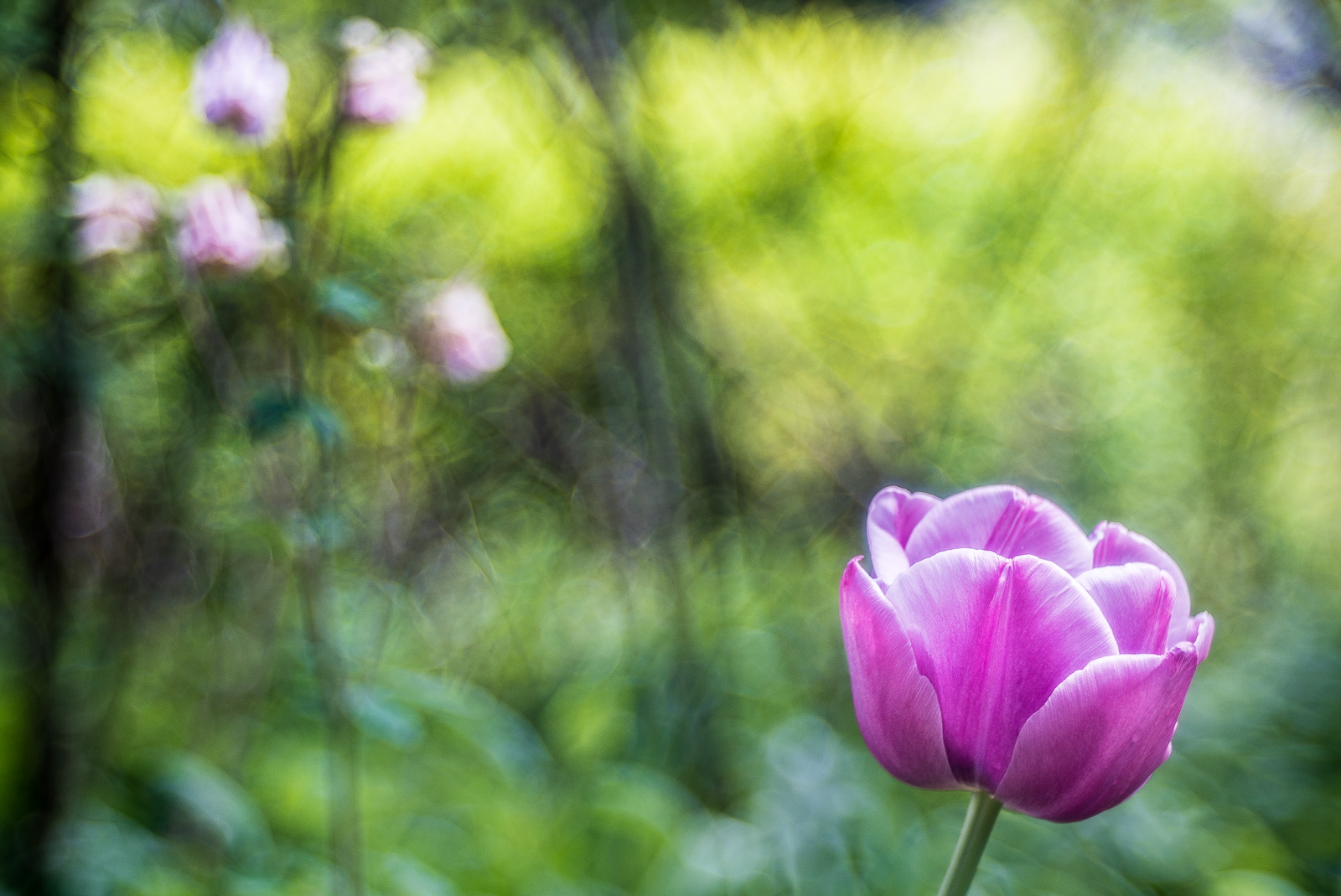 rechts vorn eine pinkfarbene Tulpe. Der Hauptteil des Bildes weich grün, diagonal gegenüber der Tulpe mehrere kleine rosa Blüten im unscharfen Bereich