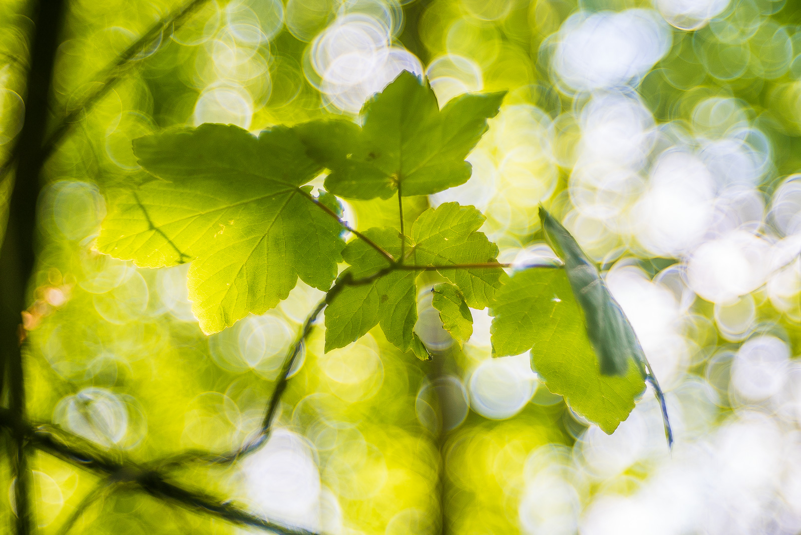 Ein Ahornast gegen das durchleuchtete Blätterdach des Waldes fotografiert