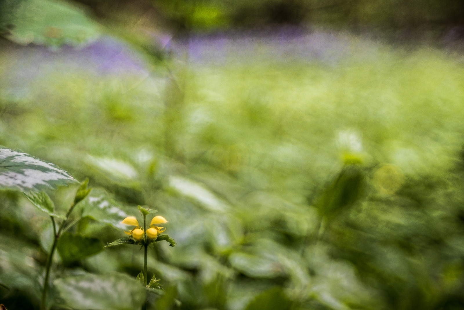 Eine Waldlandschaft, dicht grün bewachsener Boden. Vorn scharf eine einzelne Nessel mit gelber Blüte. Hinten/oben am Bildrand ein diffuser Streifen violetter Blüten