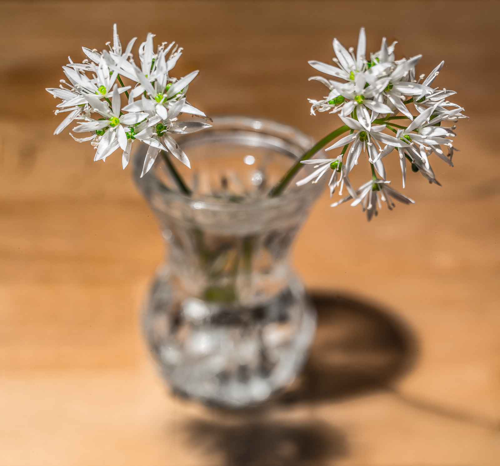 Auf einer Buchenholzplatte steht eine kleine Kristallglas-Vase, darin zwei Stängel von Bärlauch mit je einer kugeligen weißen Blüte, eine nach links und eine nach rechts ragend. 