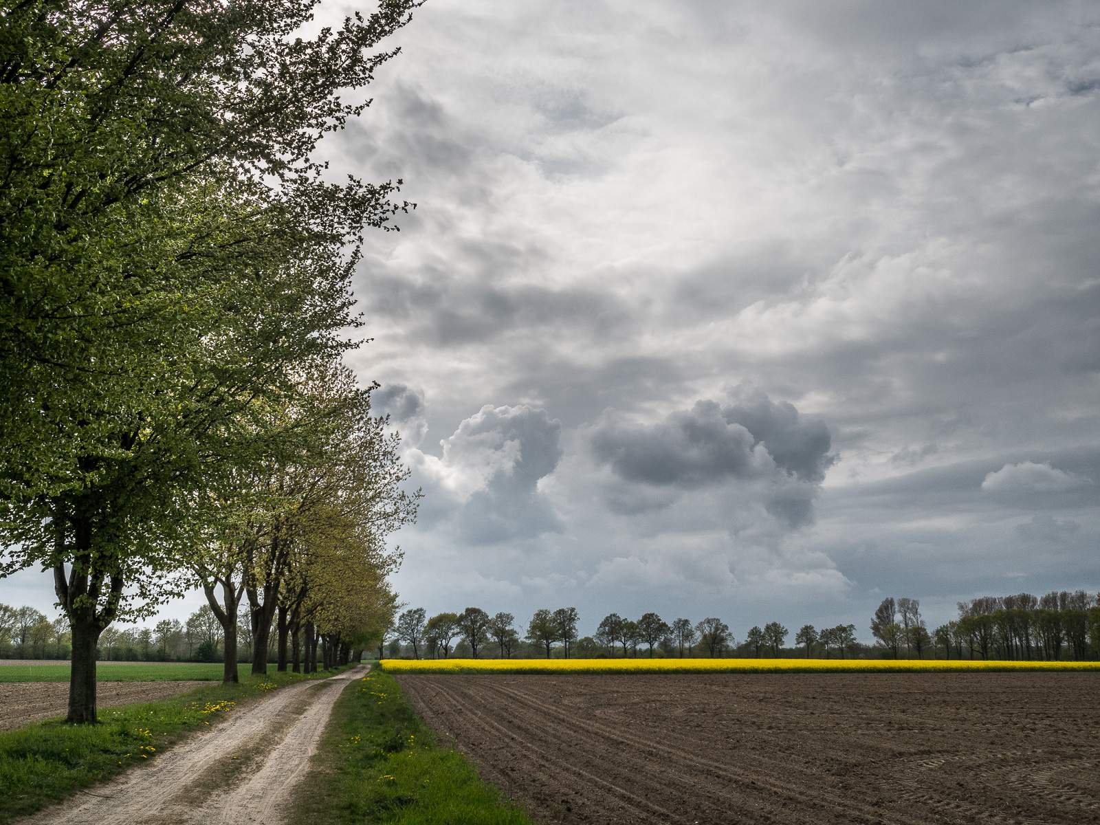 Von links vorn führt ein Sandweg in die Tiefe des Bildes. Links gesäumt von einer Baumreihe, rechts von einem Feld, das noch nicht bewachsen ist. Im Hintergrund ein schmaler Streifen gelber Raps. Darüber dunkle Cumulus-Wolken und dramatisch beleuchteter Himmel.