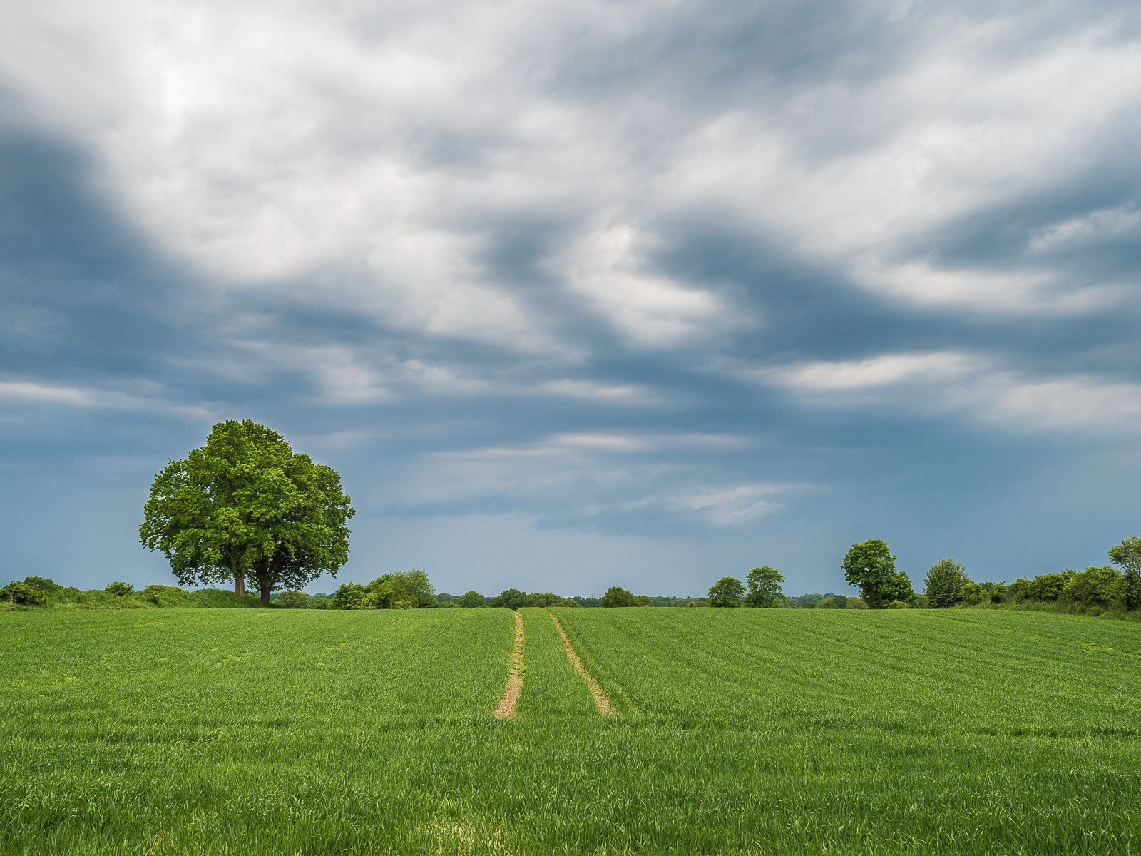 Ein Getreidefeld, niedrig bewachsen, in der Mitte eine Trecker-Fahrspur. Darüber Gewitter-Wolken, dramatisch beleuchtet. Nahe dem linken Bildrand ein einzelner fast kugelrunder Baum