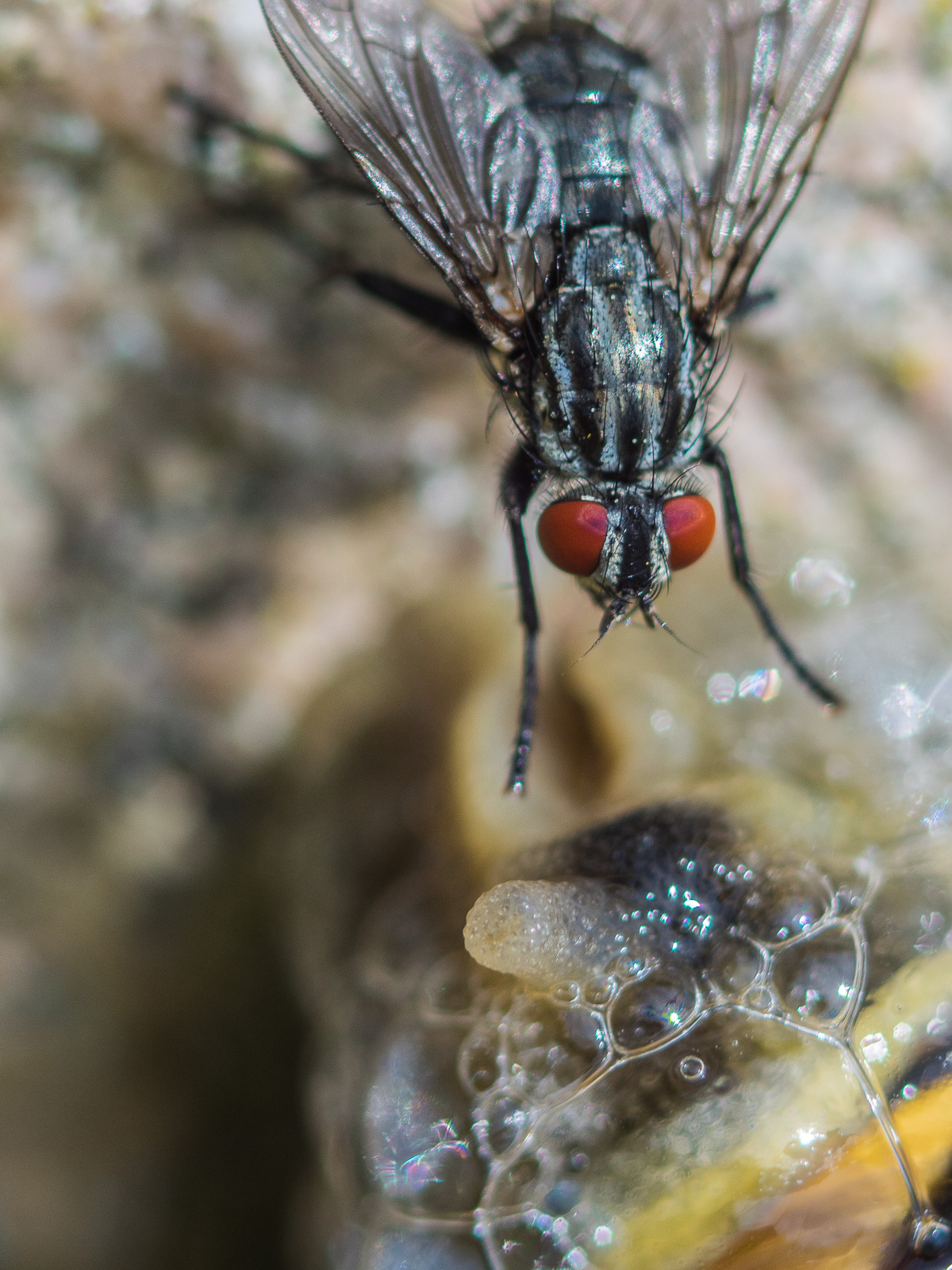 Eine Fliege mit roten Augen streckt ihre Vorderbeine in Schaum, den eine Schnecke abgesondert hat.