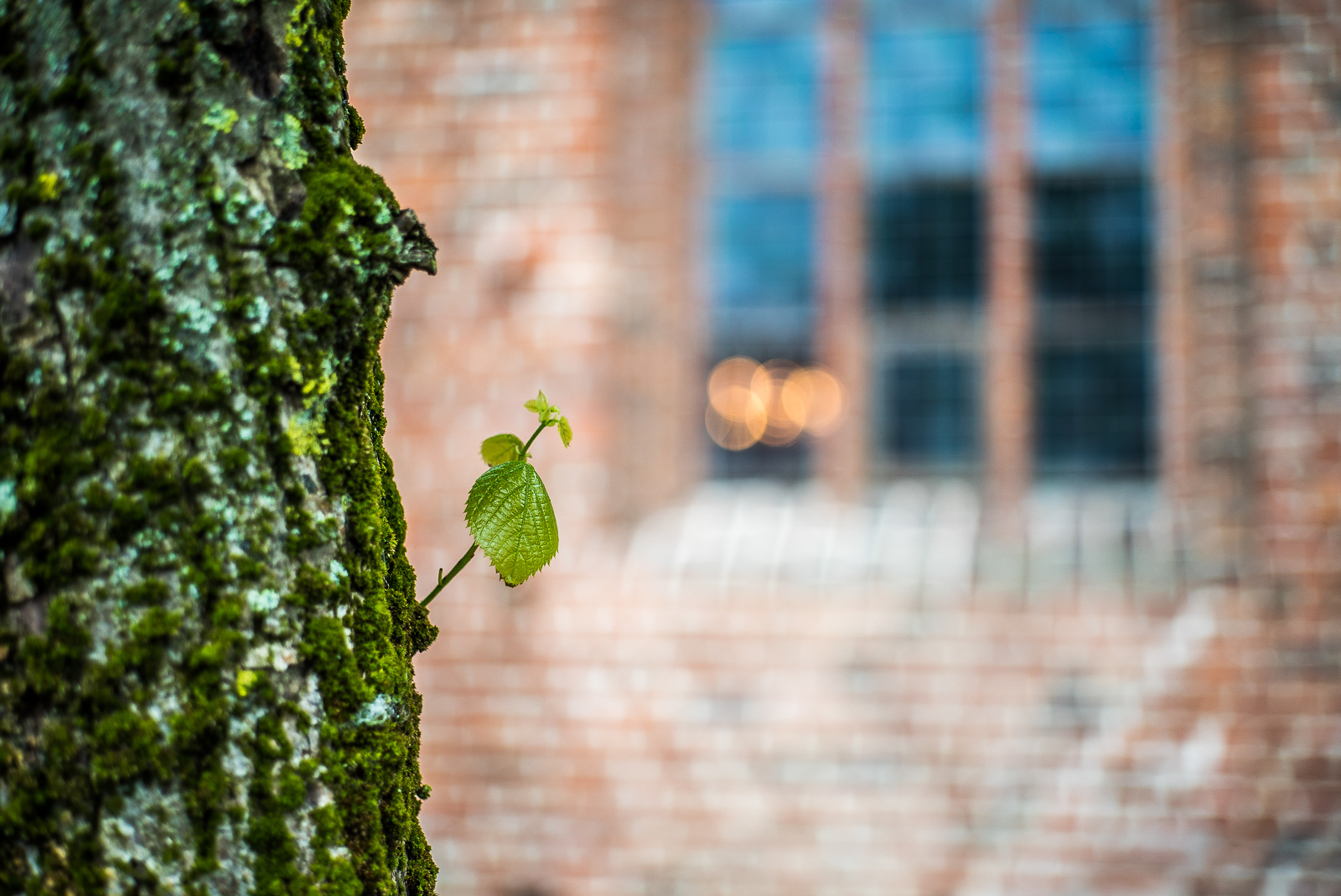 ein Baumstamm mit einem einzelnen jungen Blatt vor der Backsteinmauer eines Kirchengebäudes