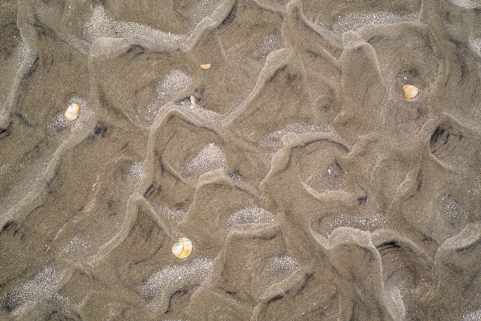von Wellen geformte Struktur des Watt-Sandes, vereinzelte Muschelschalen
