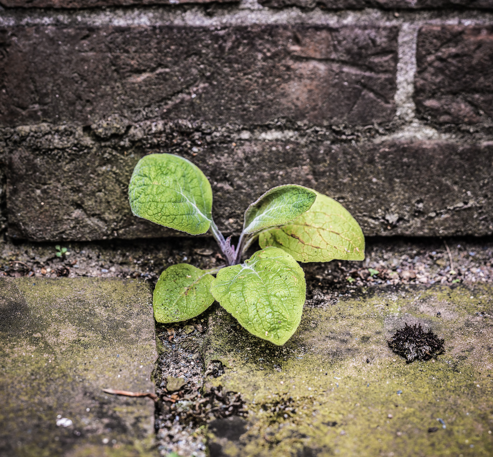 Aus einer Fuge zwischen Mauer und PflasterSteinen wächst eine kleine Pflanze, fünf zartgrüne Blätter, wahrscheinlich ein Fingerhut
