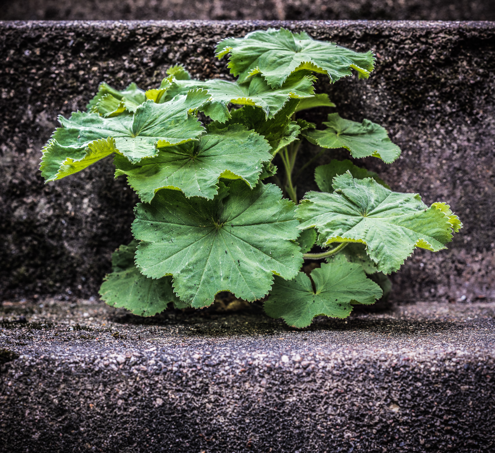 Aus einer Fuge einer Kellertreppe wuchert eine Pflanze mit große grünen Blättern