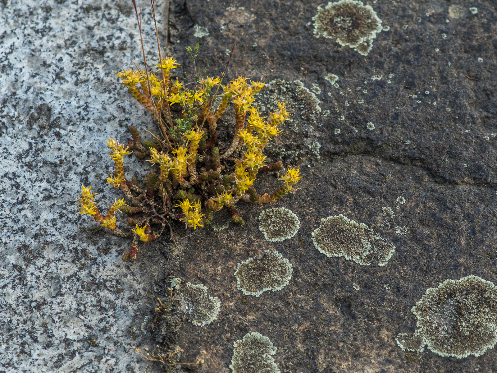 hellgraue und dunkelgraue Steine, mit Flechten bewachsen. Aus der Fuge zwischen den Steinen wächst ein gelbes Kraut.