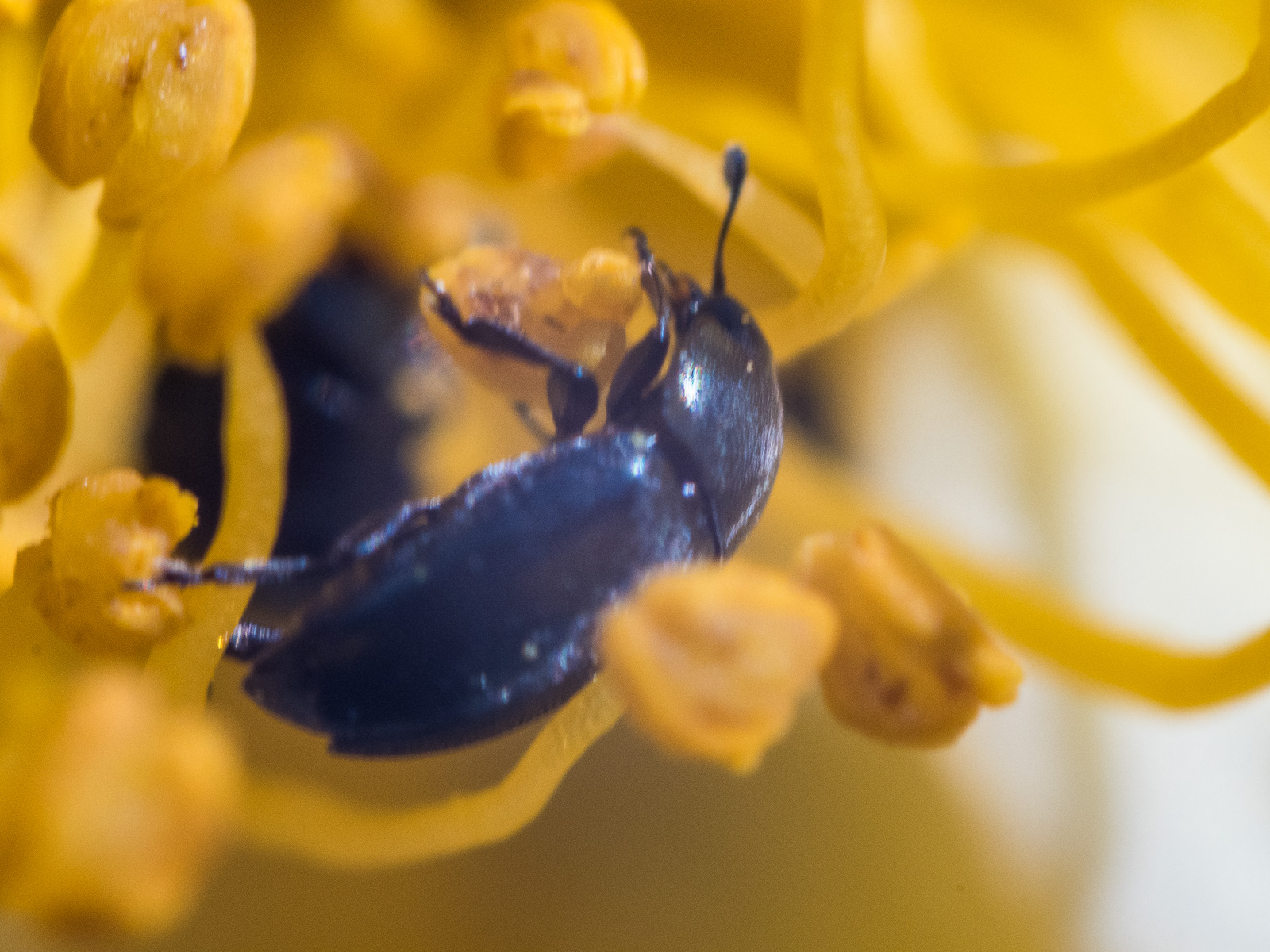 kleiner schwarzer Käfer in gelben Staubfäden einer Rose