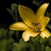 Geöffnete Blüte einer gelben Taglilie, die über eine Buchsbaumhecke ragt