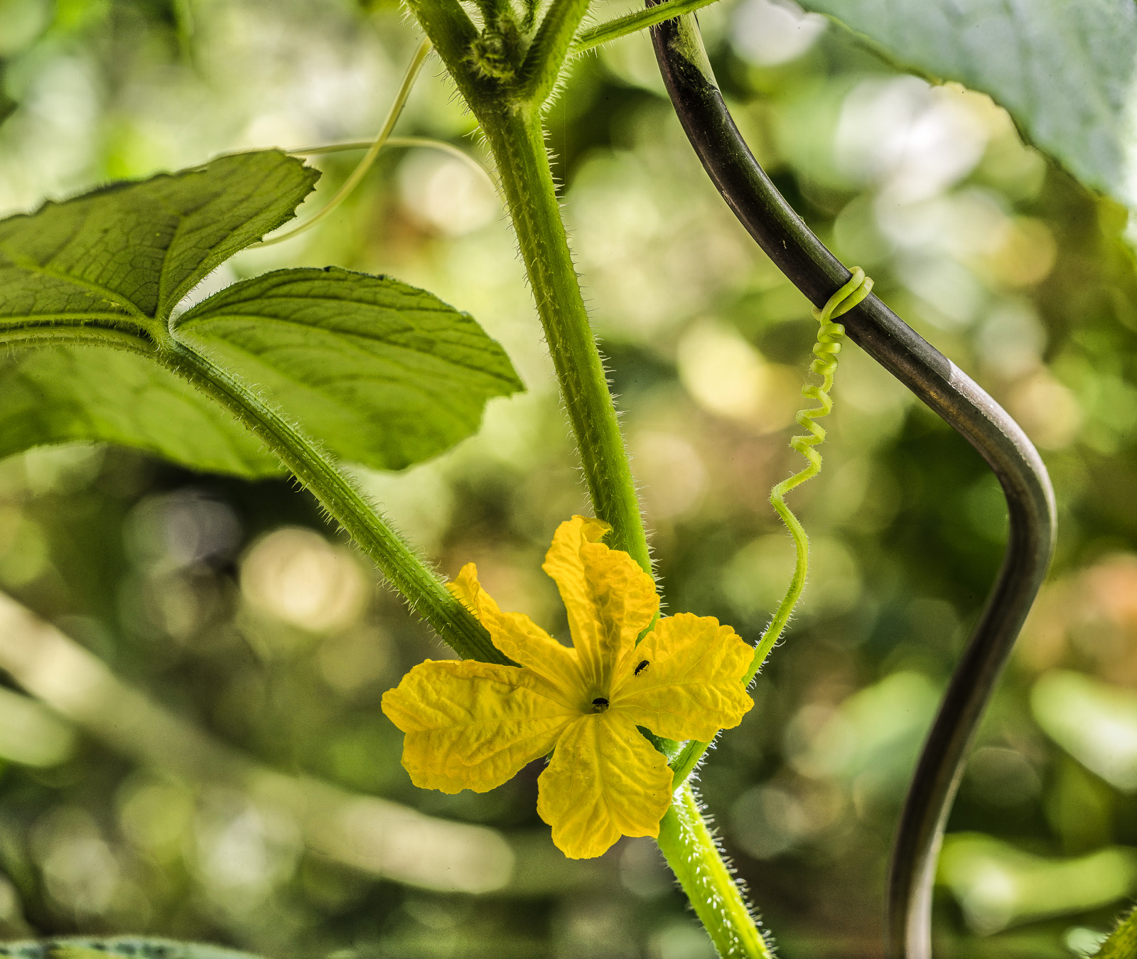 Eine Gurkenpflanze an einer geschwungenen metallenen Rankhilfe. Von unterhalb einer einzelnen gelben Blüte geht eine Ranke ab, die sich korkenzieher-förmig zu der Ranke hochwindet.