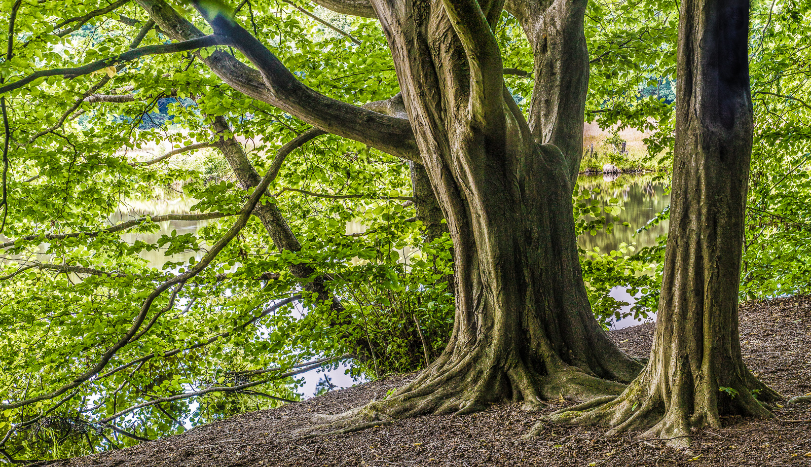 Zwei markante Baumstämme stehen auf einem schräg zu einem Teich hin verlaufenden Walduntergrund. Der Hintergrund und der größere Teil des Bildes wird dominiert von leuchtend grünem Laub