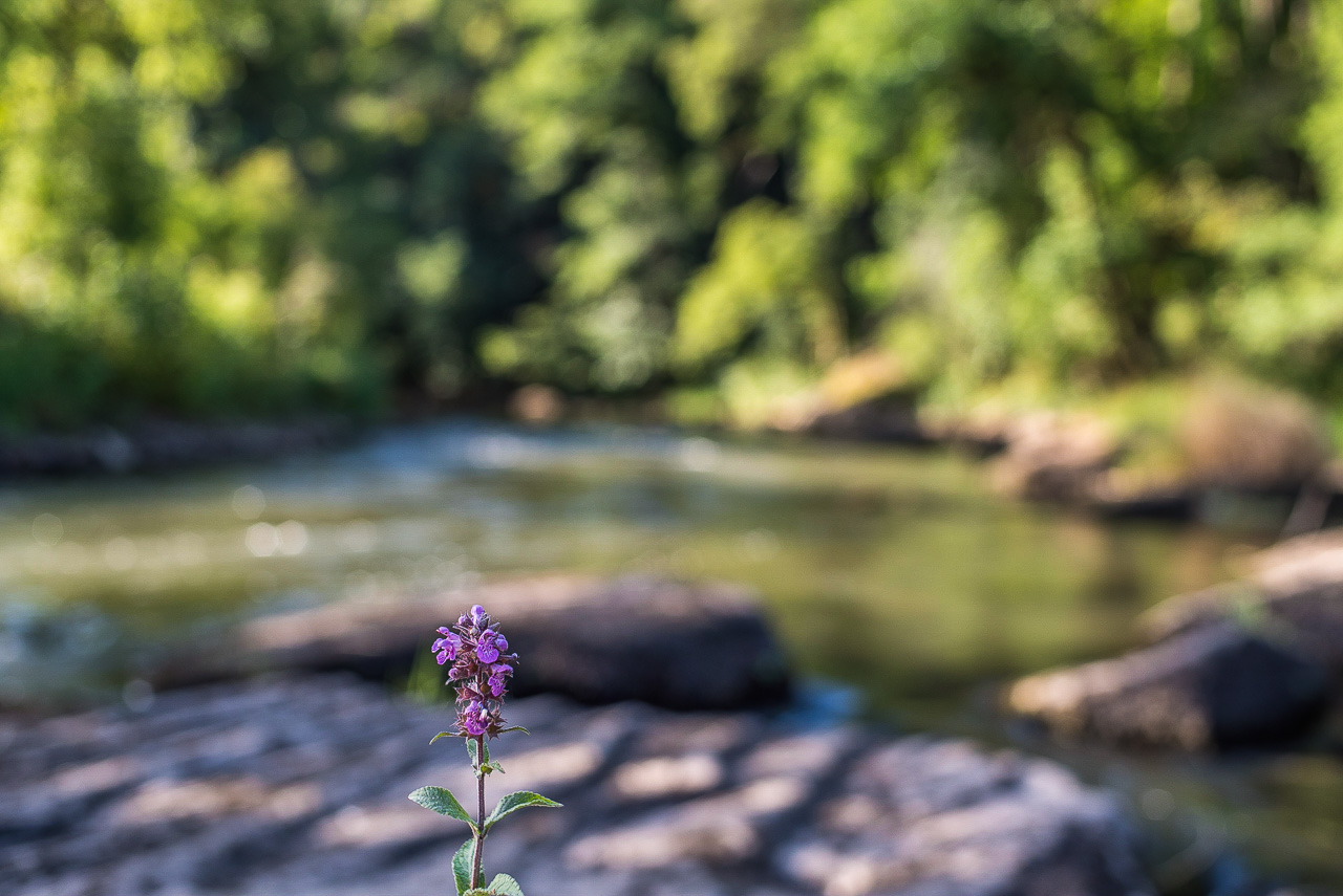 Unscharf ein Bach mit felsigem Ufer, vorn klein, scharf, eine lila Blume