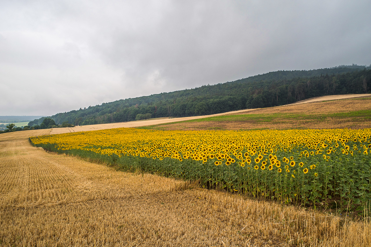 Ein Feld voller Sonnenblumen als Farbfleck an einem grauen Tag