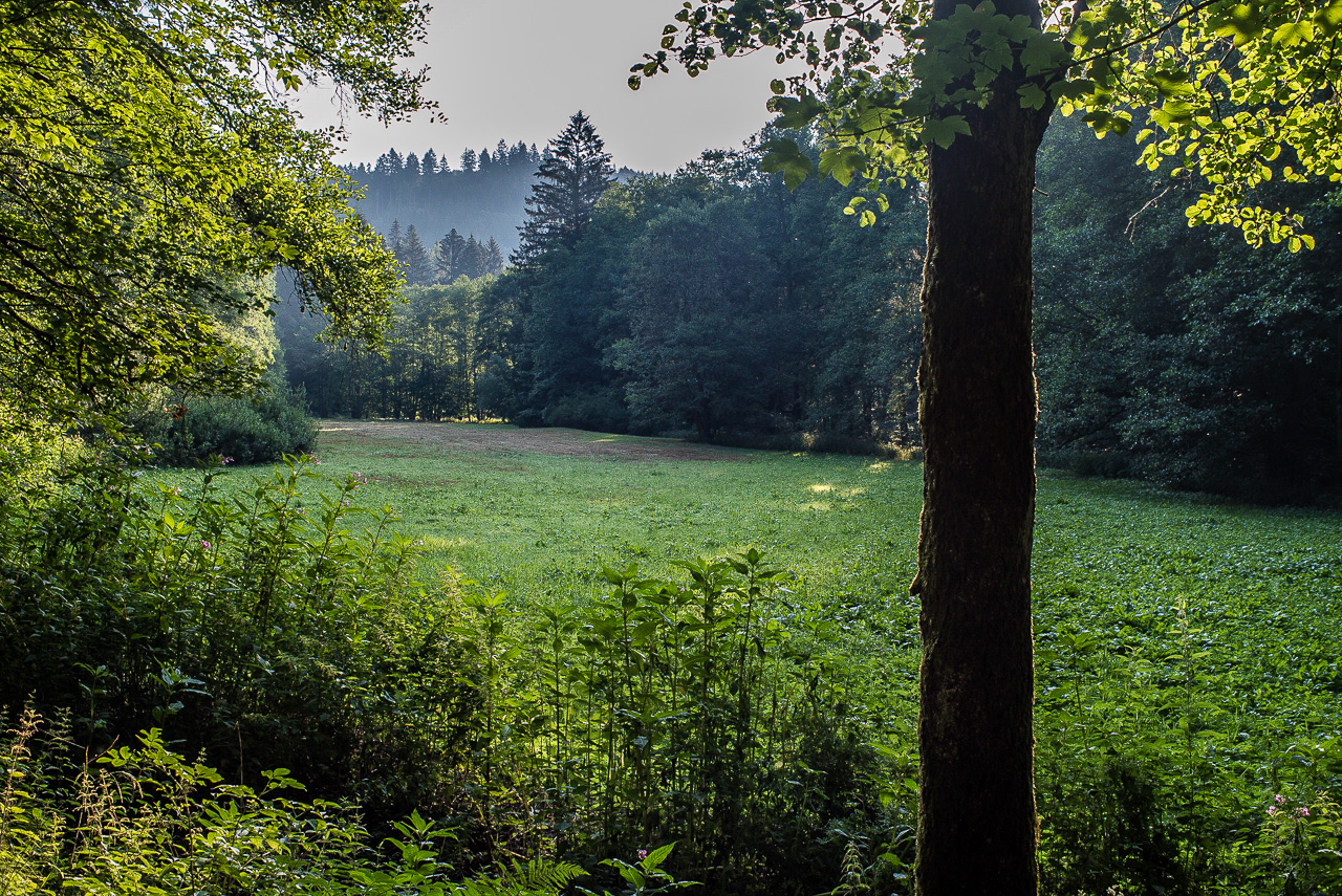 Eine Waldlichtung im frühen Morgenlicht, das Bild ist fast komplett grün in unterschiedlichen Schattierungen