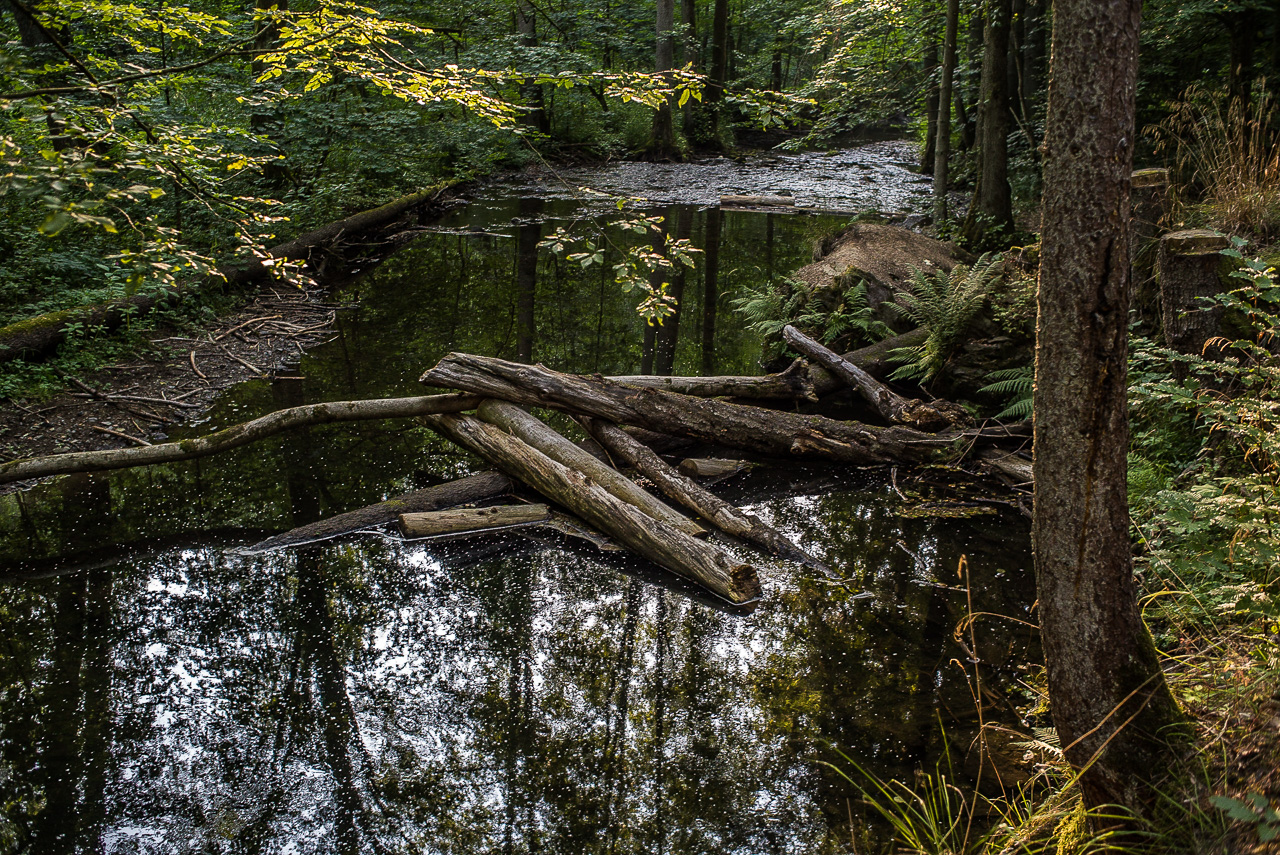 Ein Bach im Wald, in dem mehrere Baumstämme liegen