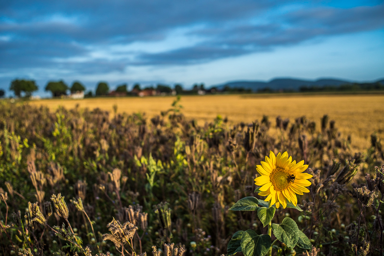 Eine einzelne Sonnenblume mit Hummel vor einem Getreidefeld