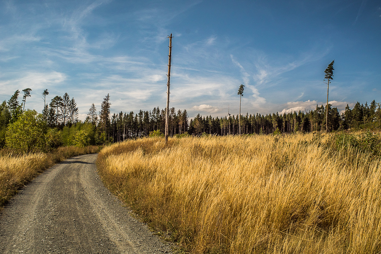 Eine Schotterstraße führt durch trockenes hohes Gras und ziemlich kahlen Fichtenwald