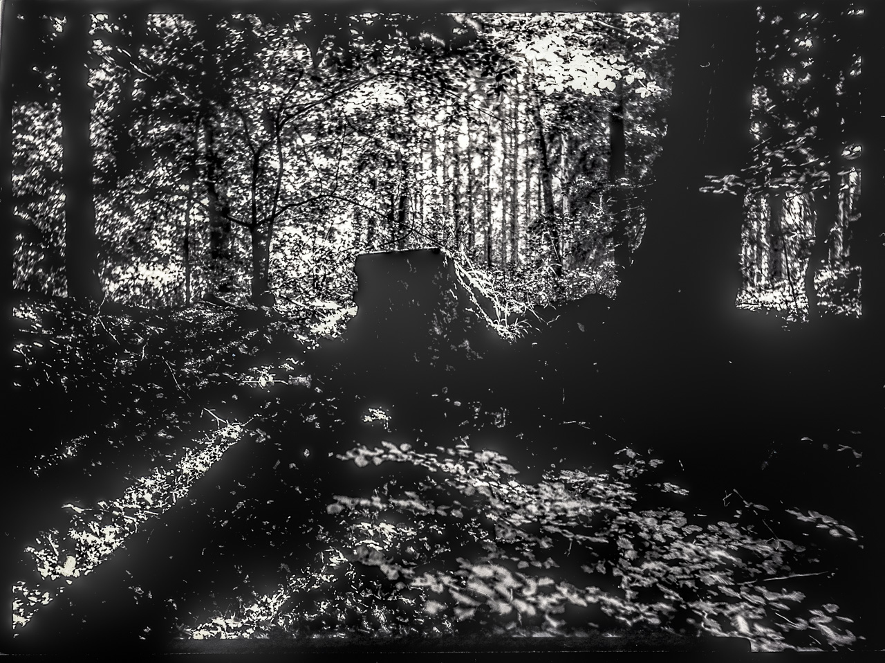 Waldszene in hartem GegenLicht, schwarzweiß. Ein BaumStumpf auf einem Hügel wirft schräge Schatten