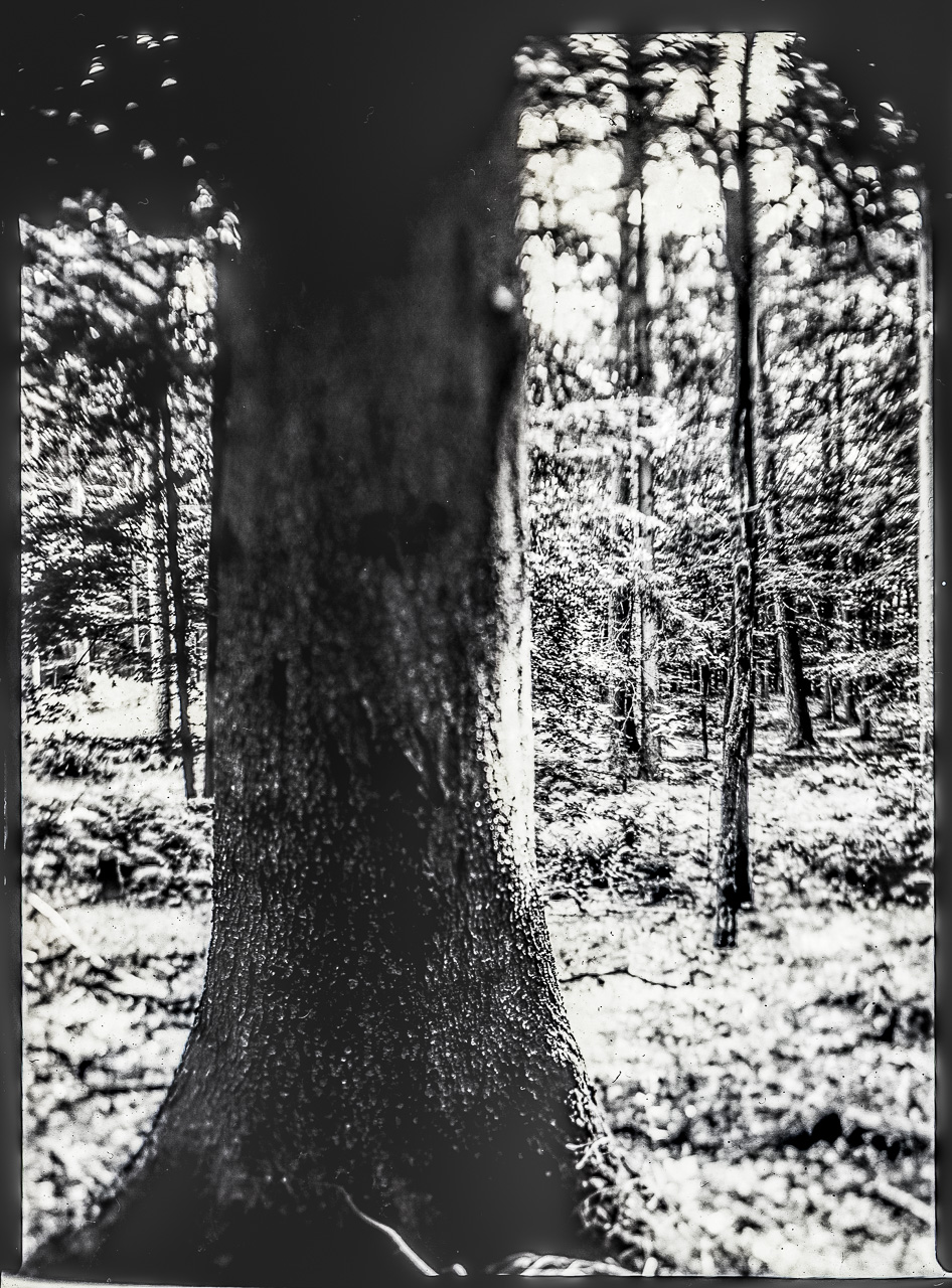 Ein BaumStamm in tiefem Schatten, nur zum Teil scharf, schwarzweiß. Im Hintergrund eine lichte WaldSzene