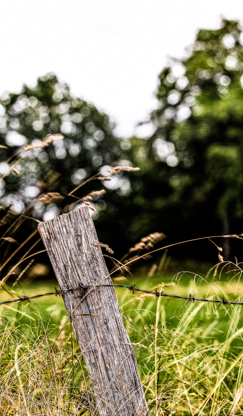 Ein Holzpfosten mit Stacheldraht am Rand einer Wiese oder Weide, drum herum hohes Gras, im Hintergrund unscharf Bäume