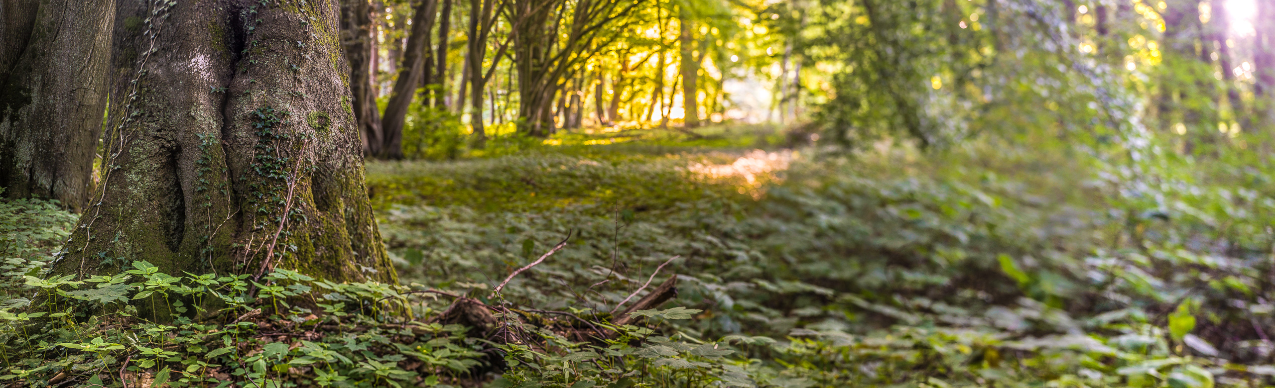 Ein knorriger, efeubewachsener Baumstamm auf einer Waldlichtung gegen die Sonne fotografiert   