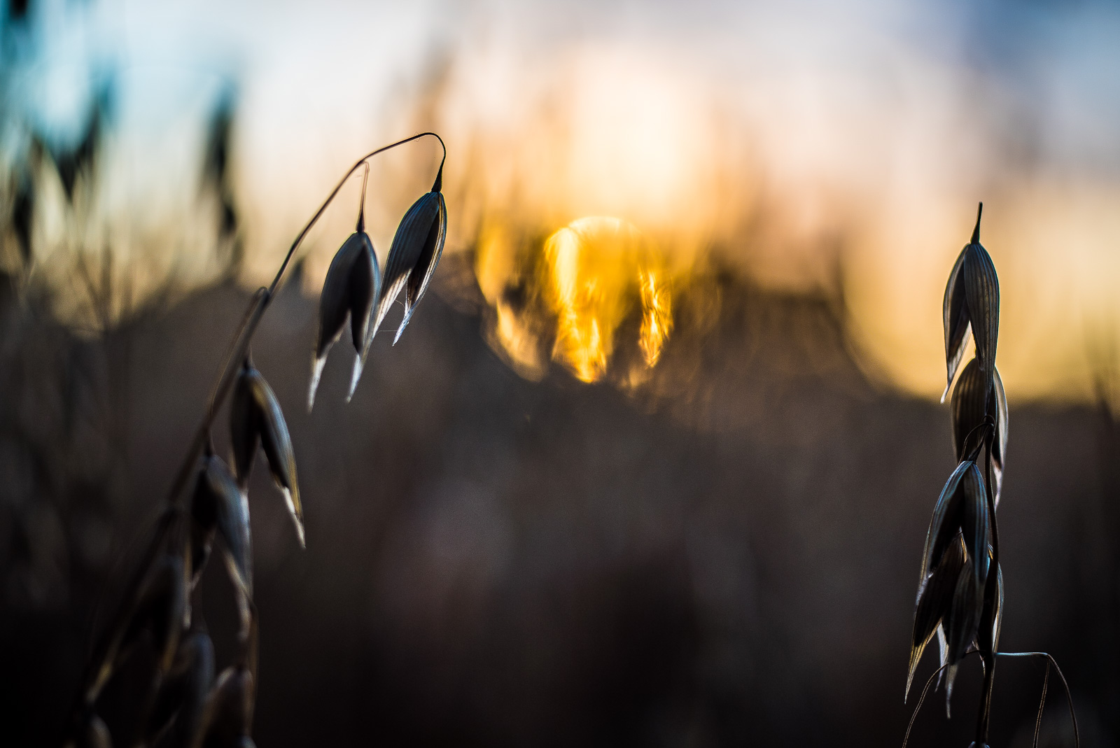 Ein GetreideFeld im GegenLicht vor untergehender Sonne. Im VorderGrund scharf zwei HaferStängel.