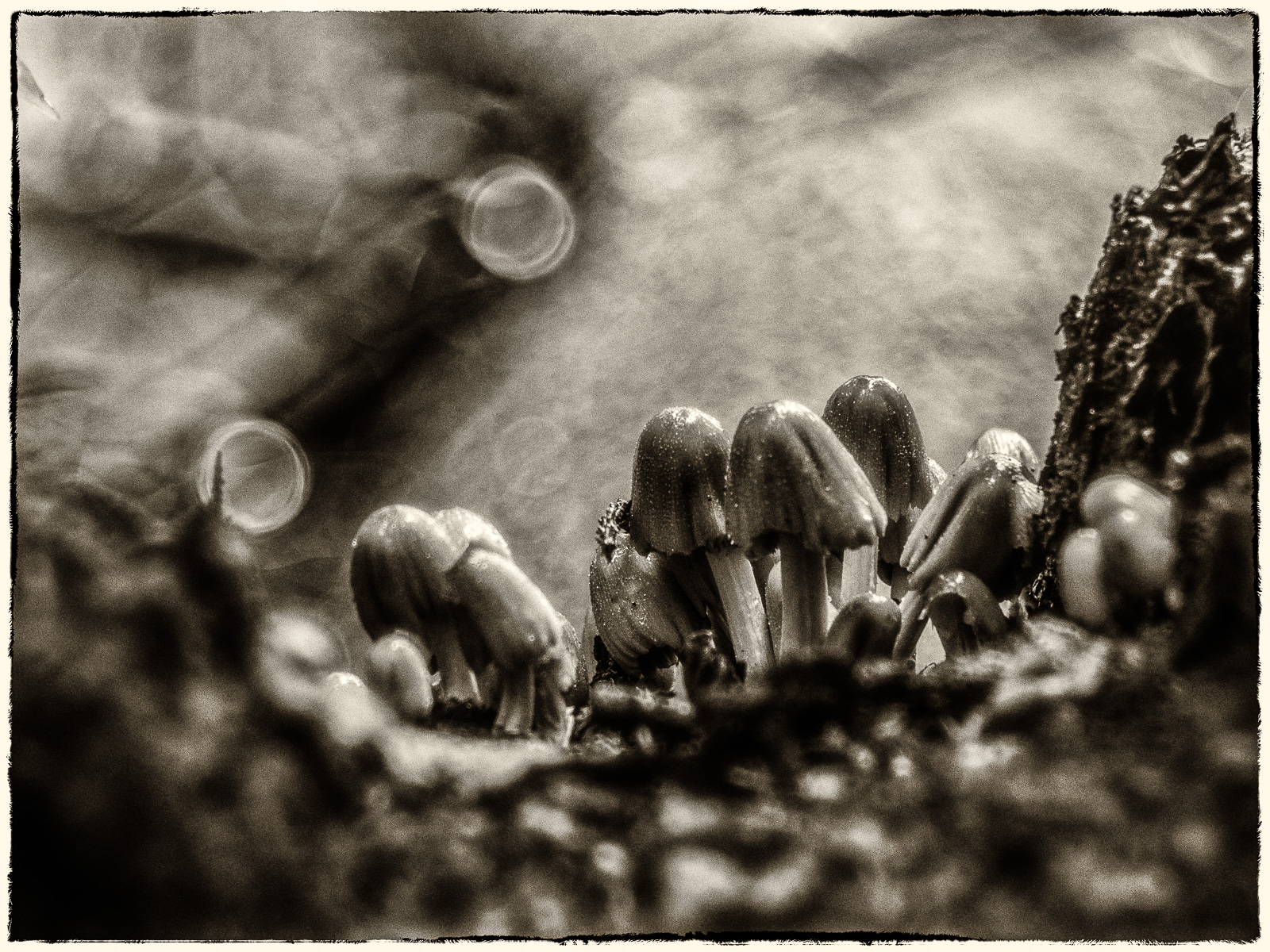 In der Kuhle eines BaumStamms eine Gruppe kleiner HutPilze. SchwarzWeiß-Bild.