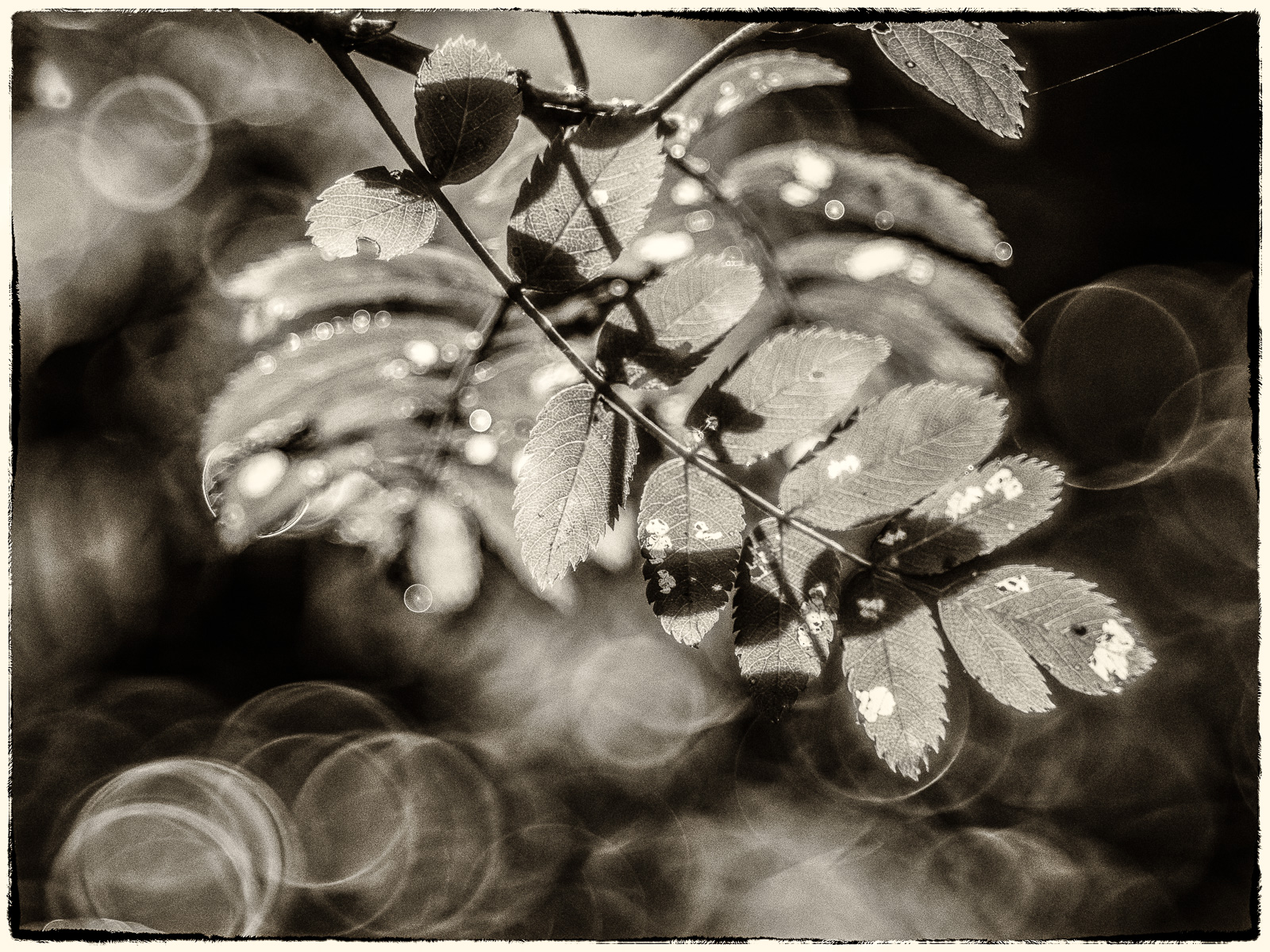 Zweig mit gefächerten kleinen Blättern im GegenLicht. Ein anderer Zweig wirft interessante Schatten. SchwarzWeiß-Bild.
