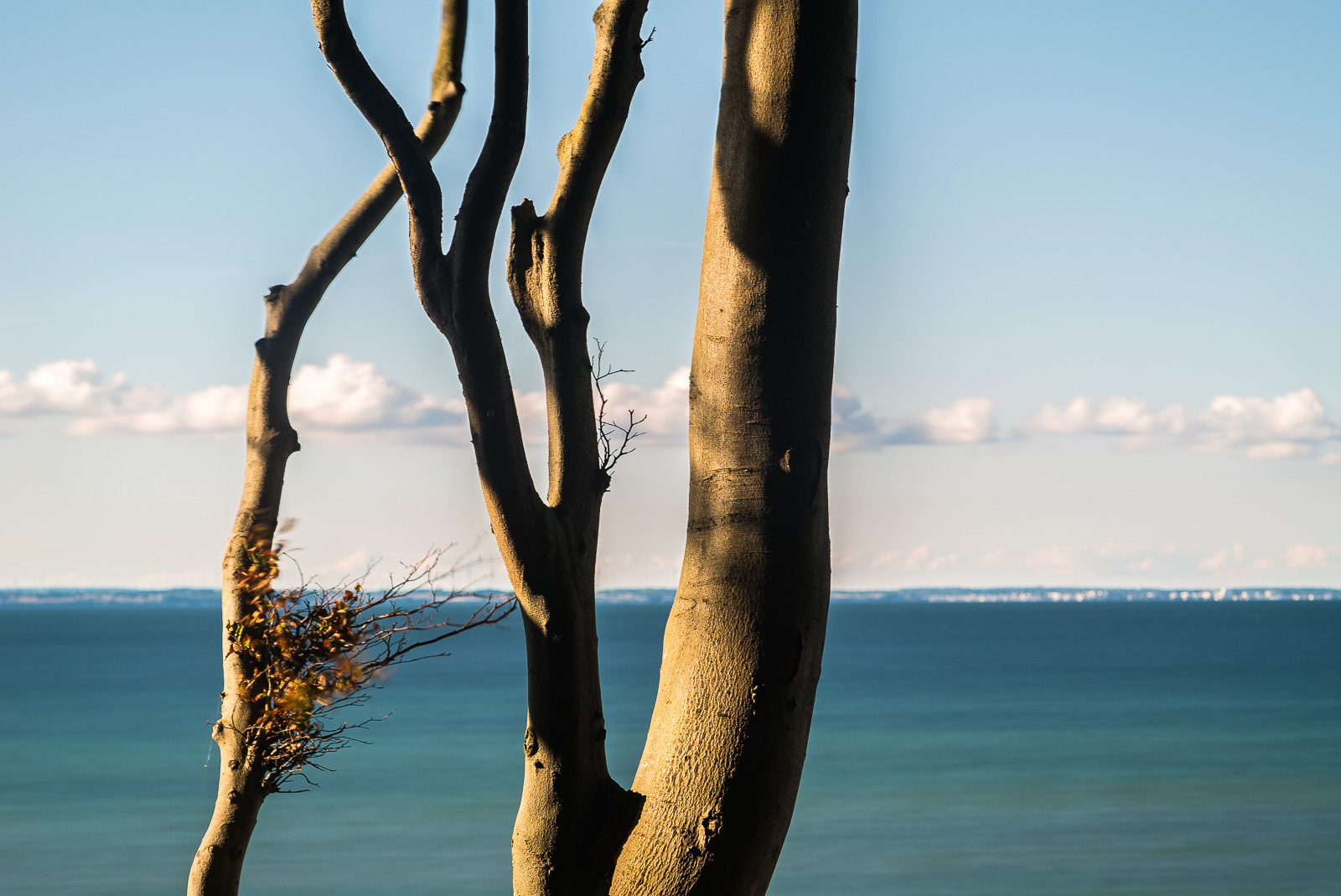 Ausschnitt eines Baumstamms in warmem Seitenlicht vor dem Hintergrund eines türkisgrünen Meers und darüber einer Reihe Wolken