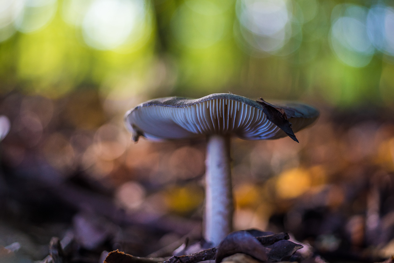 Ein heller LamellenPilz im Wald. Vorn hängt ein dunkles Laubblatt an seinem Schirm. Im Hintergrund Lichtflecke auf grünem und braunem Untergrund