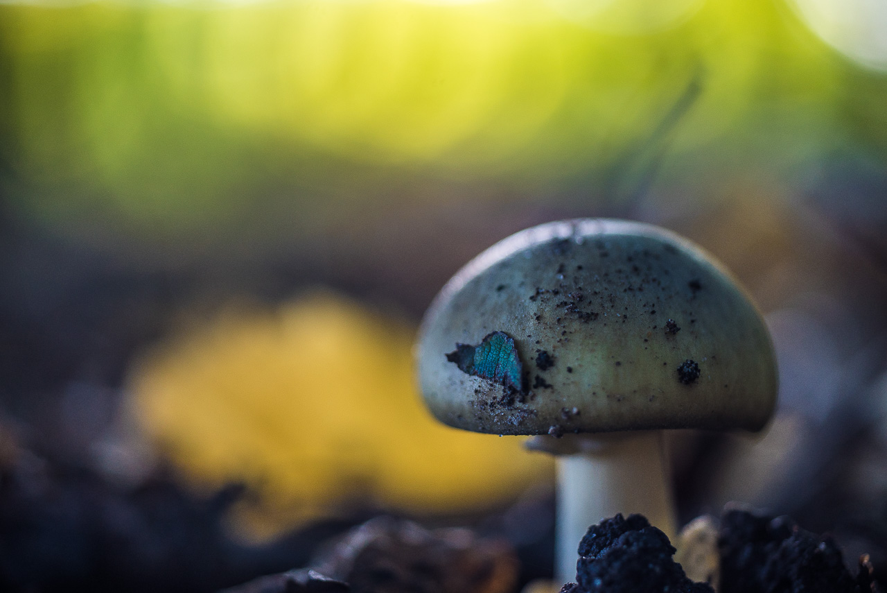 Ein Pilz mit heller, runder Kappe und etwas Rindenflecken daran steht auf dunklem Waldboden vor hellgrün leuchtendem Hintergrund