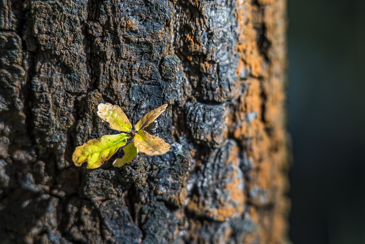 NahAufnahme von BaumRinde: Aus einer sehr alten knorrigen Eiche treibt ein junger Spross mit hellen Blättern