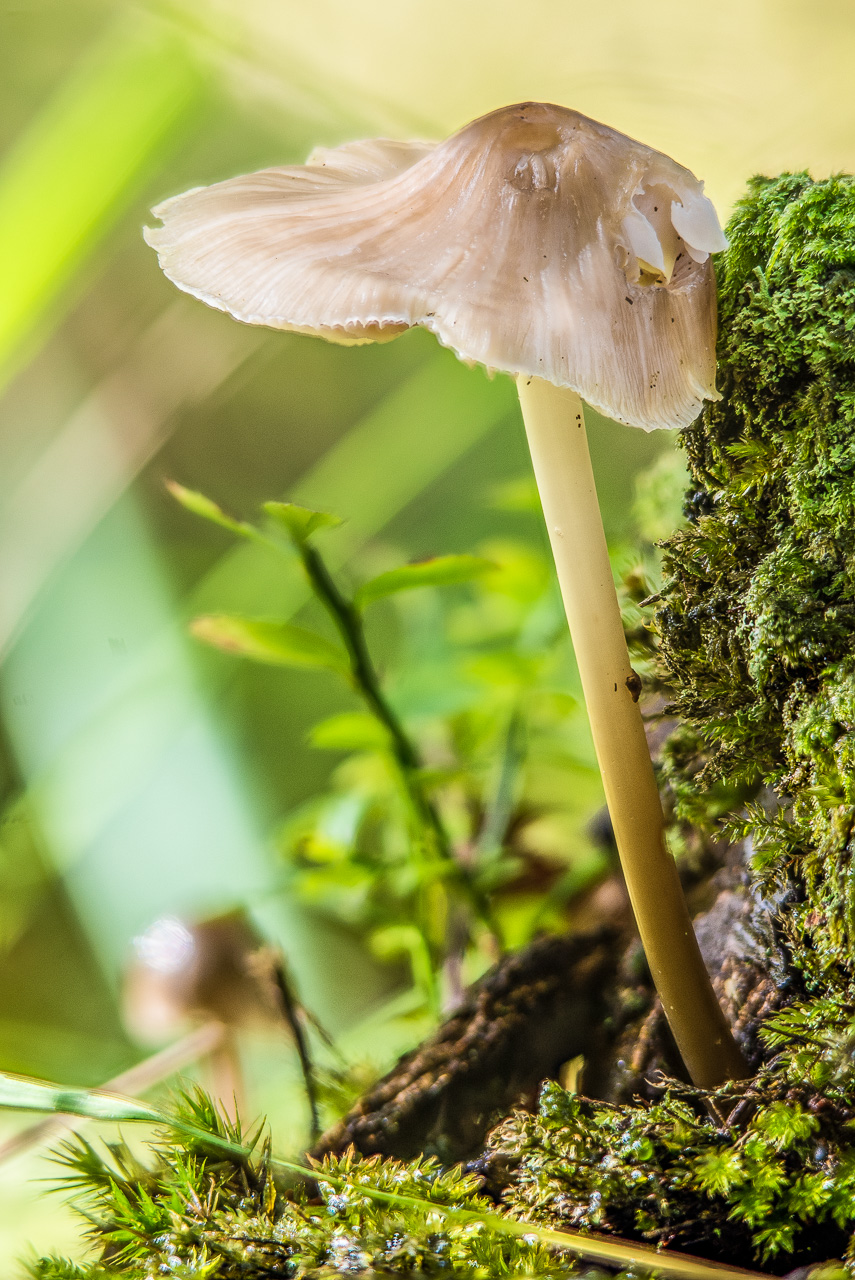 ein einzelner heller Pilz steht auf Moos, im HinterGrund zarte grüne Strukturen