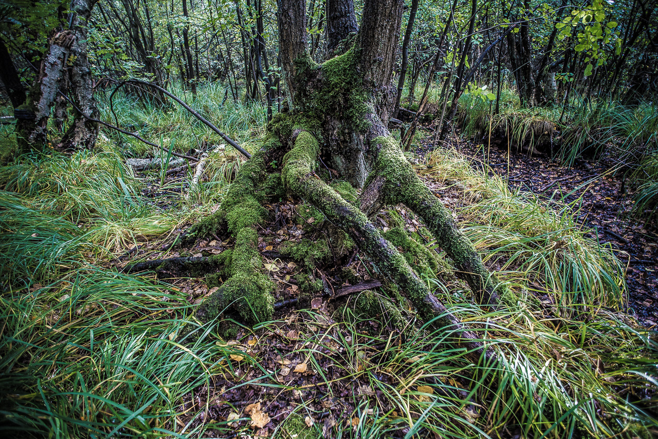 In einer morastigen WaldLandSchaft in der BildMitte ein Baum mit sehr großen, frei liegenden Wurzeln, die mit Moos überWachsen sind