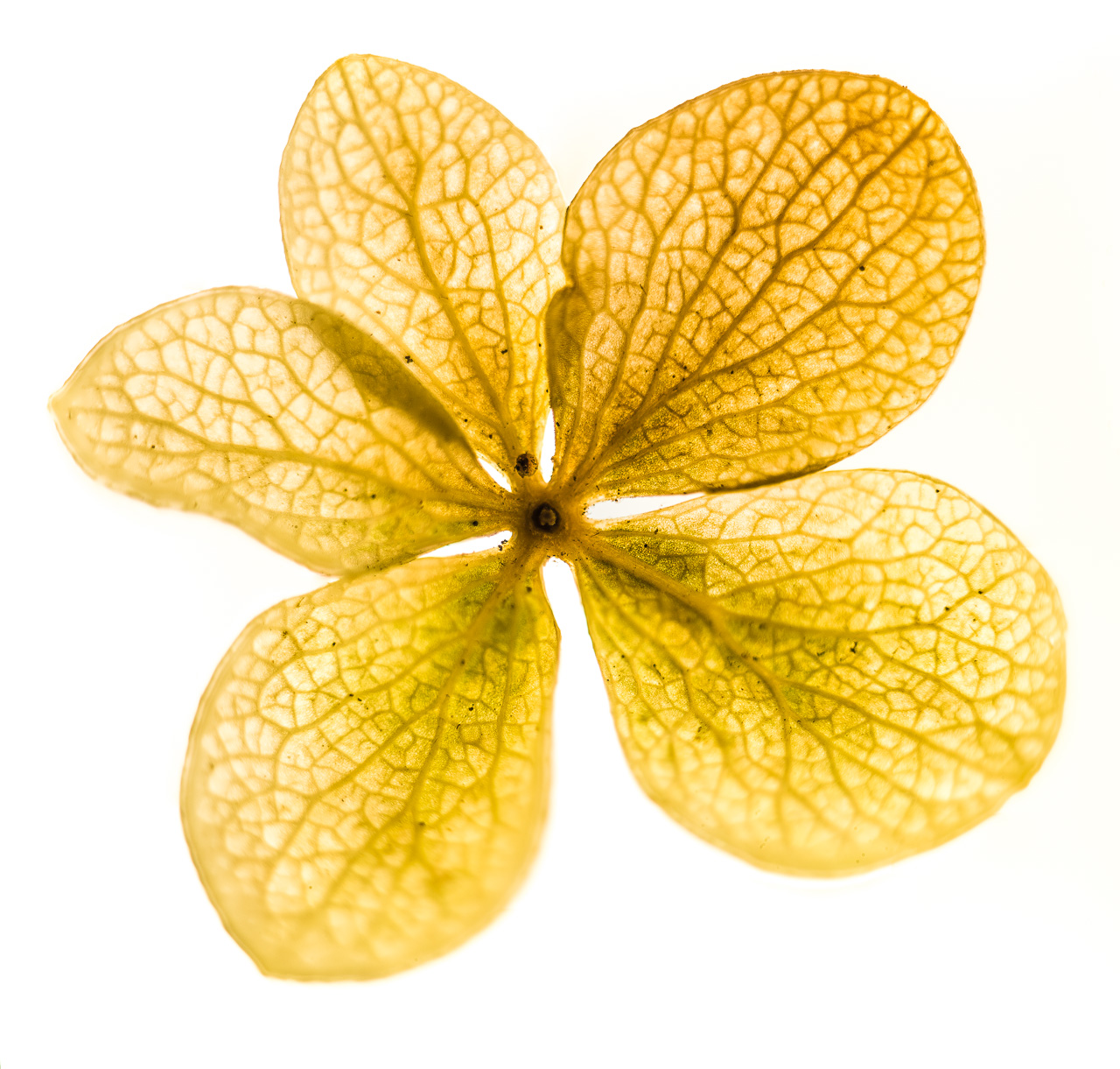 ScheinBlüte einer Hortensie, gelb, in FrontalAnsicht. Sie liegt auf strahlend weißem Grund und die Ränder werden etwas überStrahlt