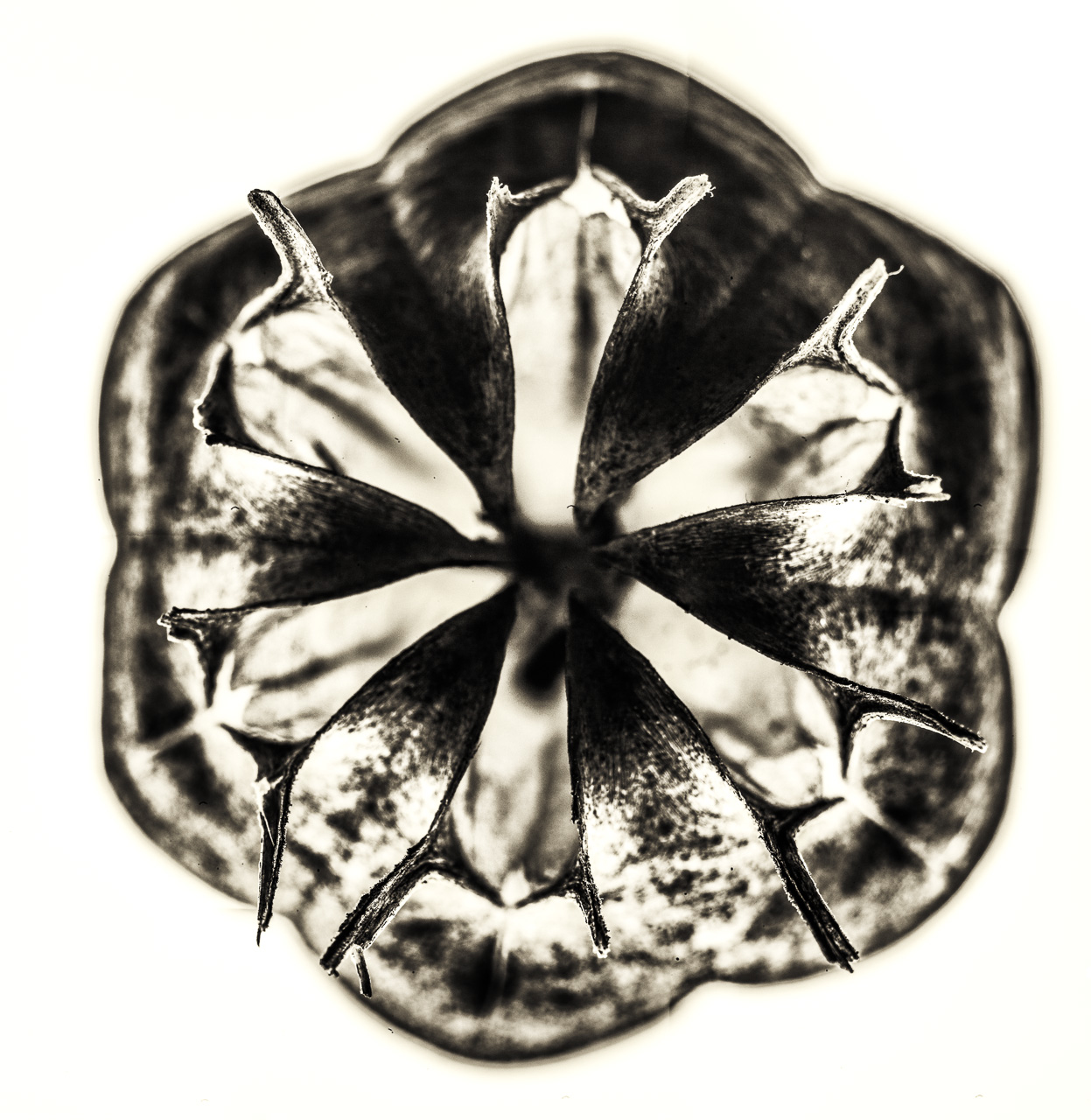 Eine SamenKapsel einer Nigella damascena in FrontalAnsicht. Die sechs symmetrischen BlütenAnsätze sind scharf, der Rest verschwimmt.