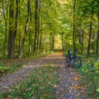 Ein WaldWeg im Herbst, etwas Sonne scheint durch die Bäume, am Rand des Wegs steht ein schwarzes FahrRad