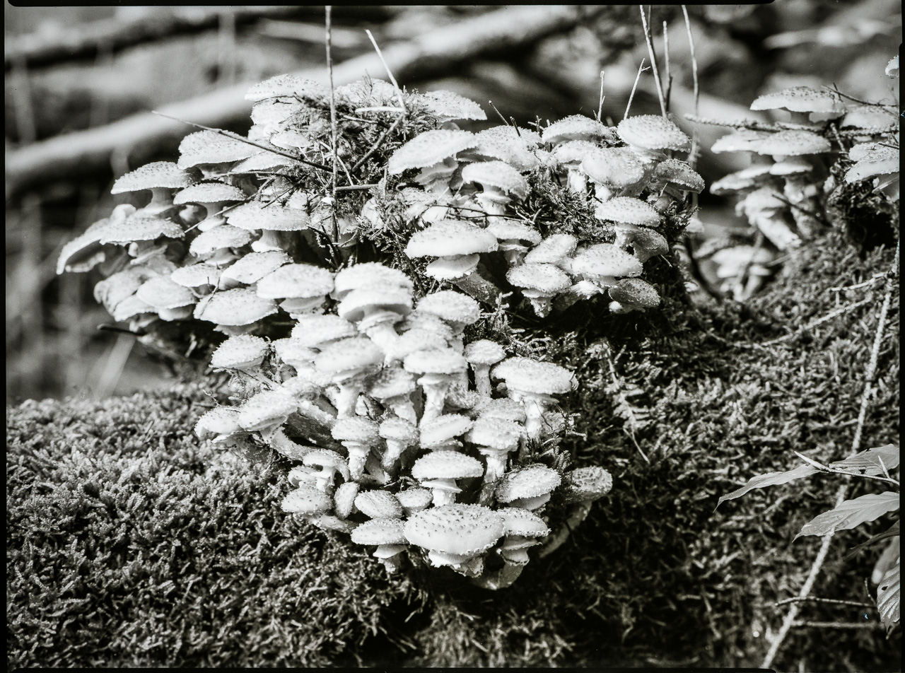 Mehrere Dutzend Pilze mit hellen, noppigen Schirmen wachsen auf moosigem UnterGrund.