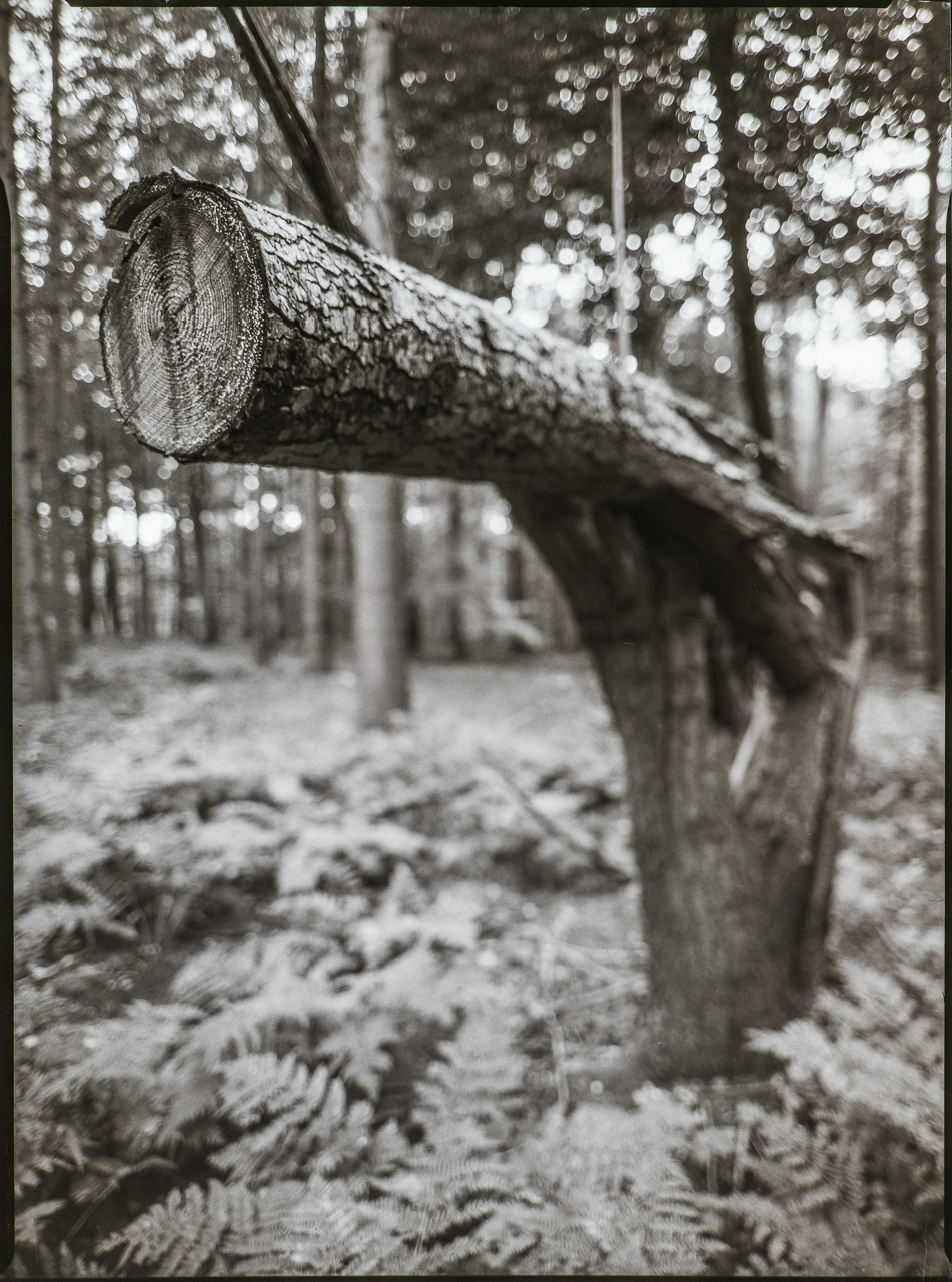 Ein BaumStamm ist 90° umgeknickt und dann abgesägt. Er steht im Wald zwischen Farn. Die Schärfe liegt eng nur auf der SchnittKante.