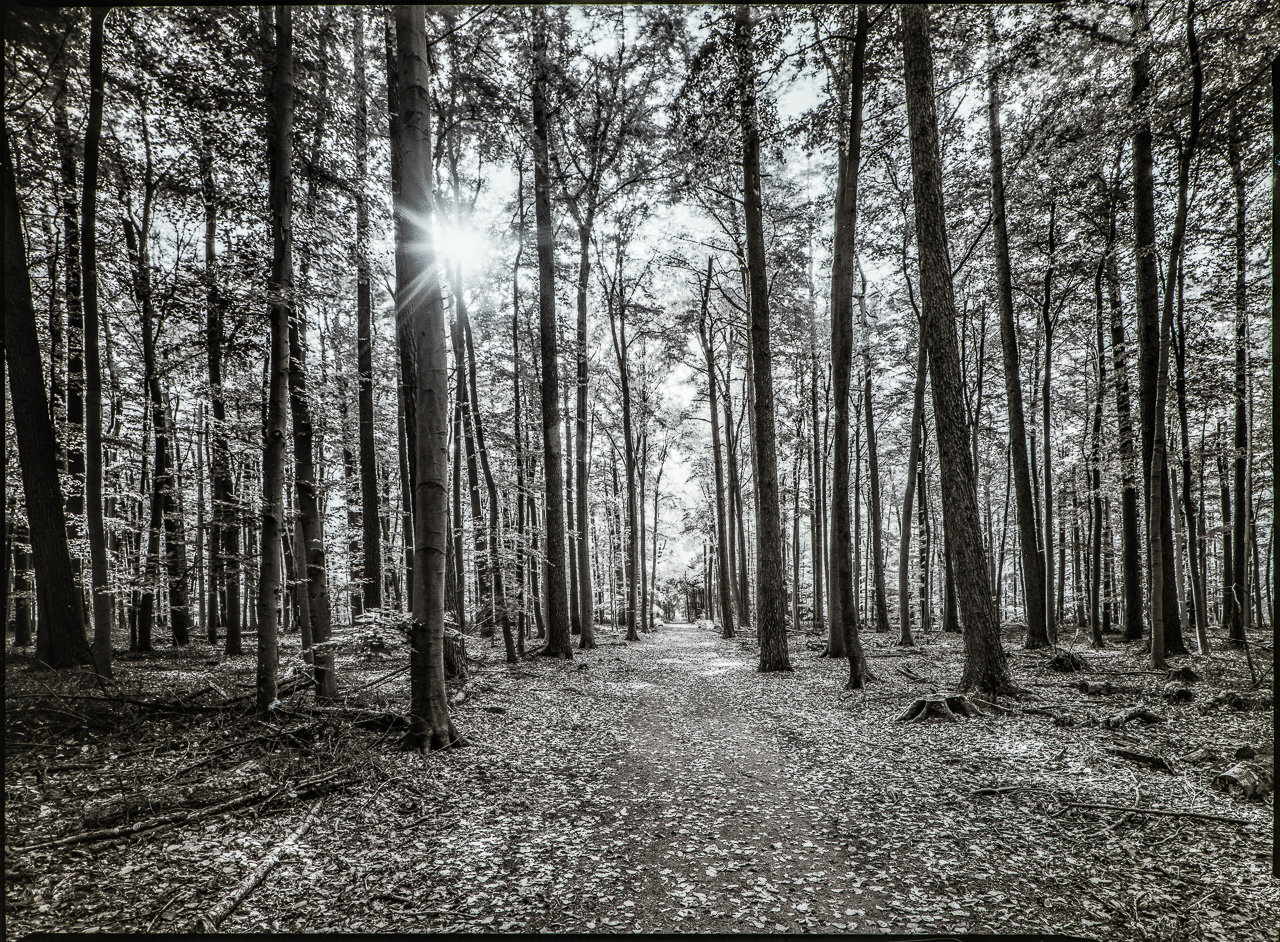 Ein lichter Wald aus hohen geraden Stämmen, unten in ZentralPerspektive ein Weg, der mit Laub bedeckt ist. Von vorn links scheint die Sonne zwischen den Ästen durch