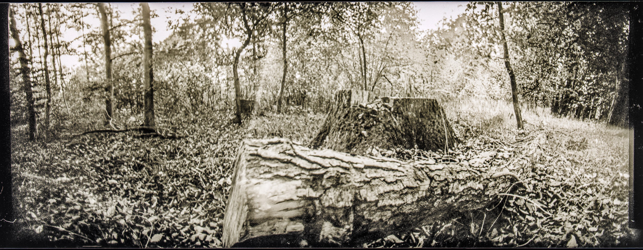 Ein extremes QuerFormat einer WaldLichtung mit umgestürztem Baum und einem BaumStumpf in der Mitte.