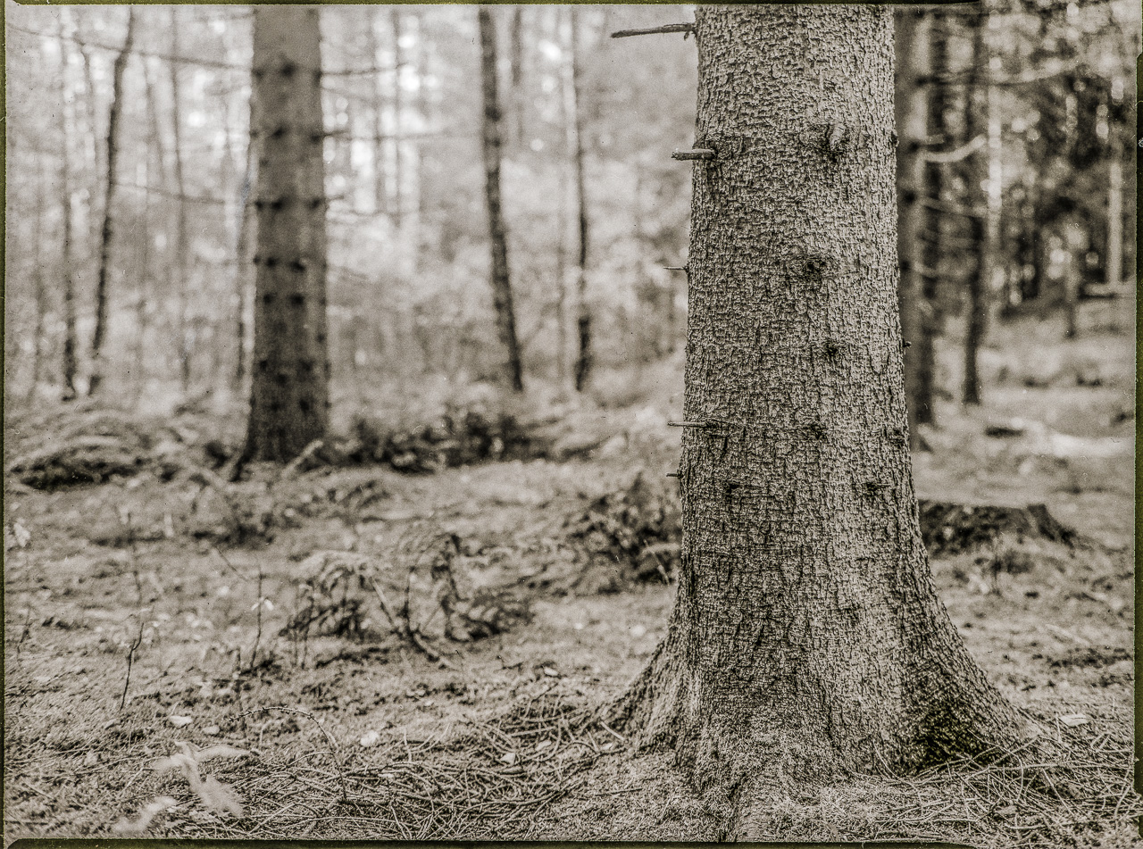 SchwarzWeißFoto einer WaldLichtung. Der Stamm eines NadelBaums steht im VorderGrund rechts. Links hinten, unscharf, ein sehr ähnlich aussehender Stamm.