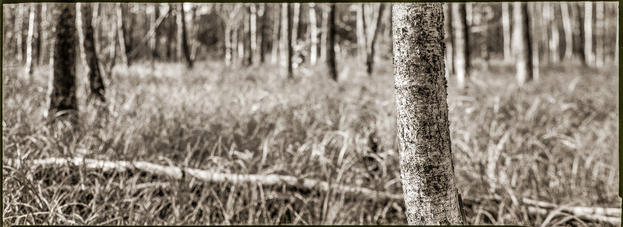 Ein einzelner Stamm einer Birke rechts vorn, sie steht auf einer Wiese. Ein Stamm liegt dahinter quer, andere Bäume weit hinten im HinterGrund.