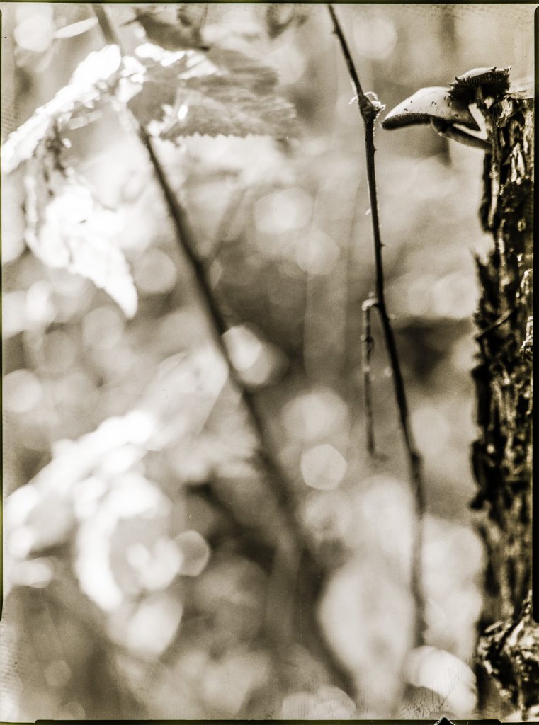 ganz schmal rechts am BildRand ein BaumStumpf, an dessen oberem Rand zwei Pilze wie "über dem Abgrund" wachsen. Der GroßTeil des Fotos ist unscharfer HinterGrund mit einigen Blättern an dünnen Zweigen.